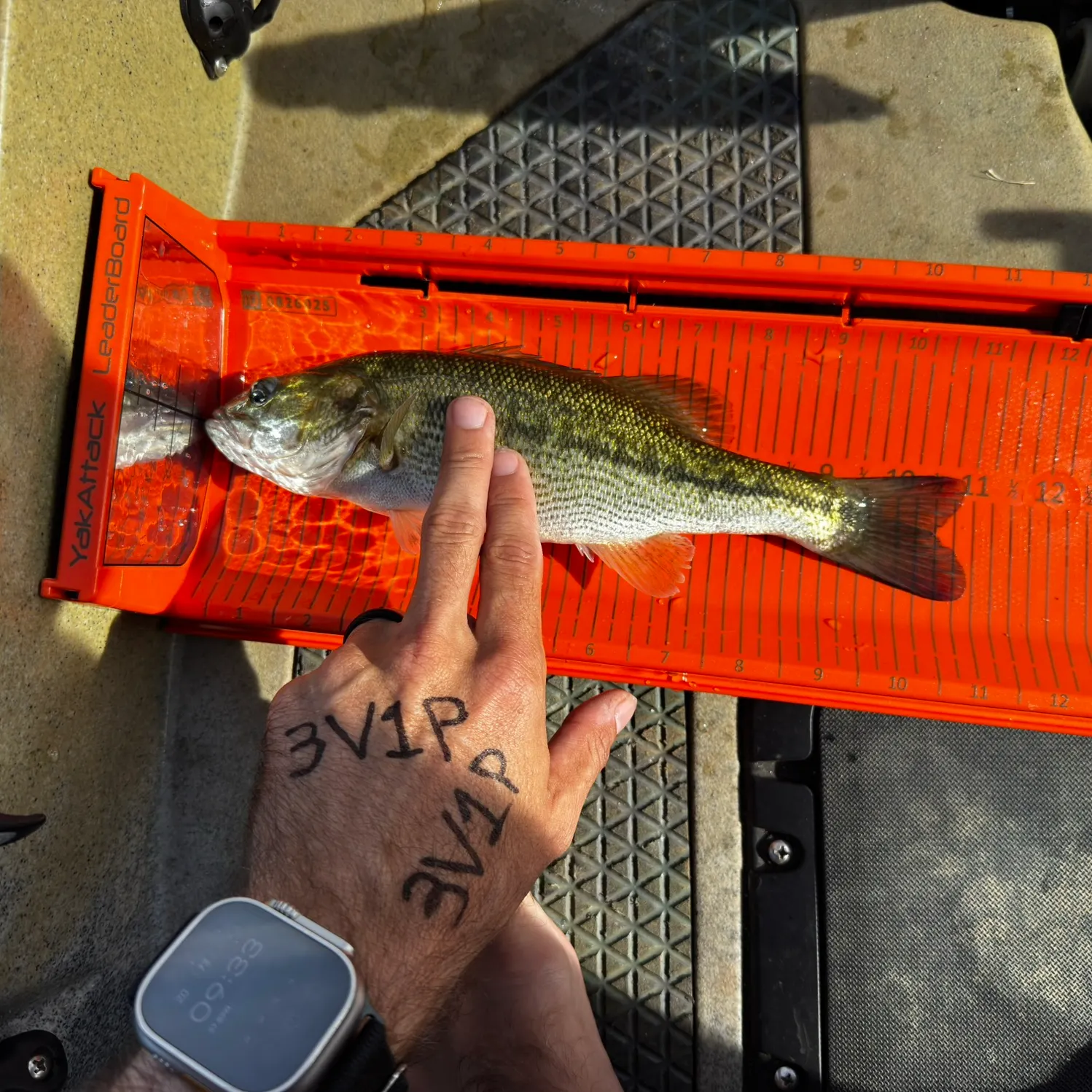 recently logged catches
