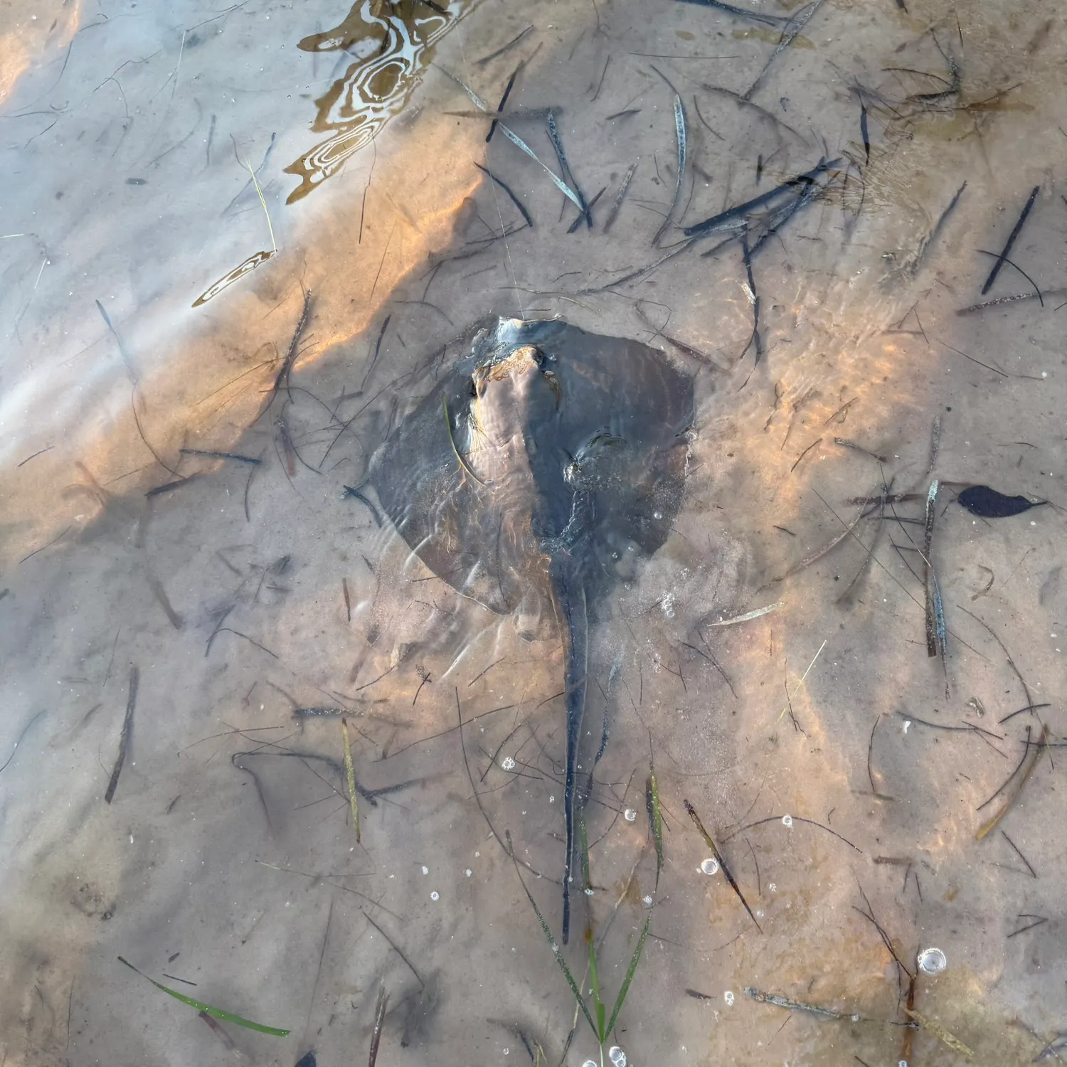 The most recent Atlantic stingray catches on Fishbrain
