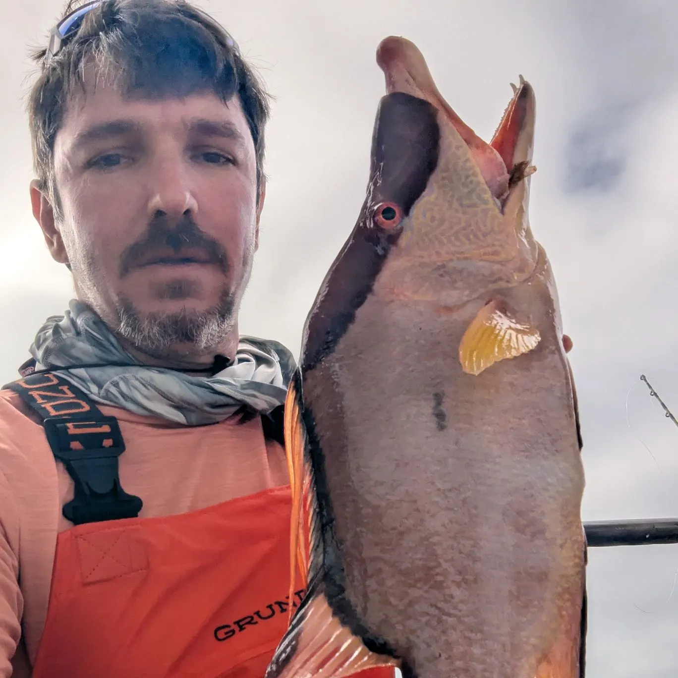 The most recent Hogfish catches on Fishbrain