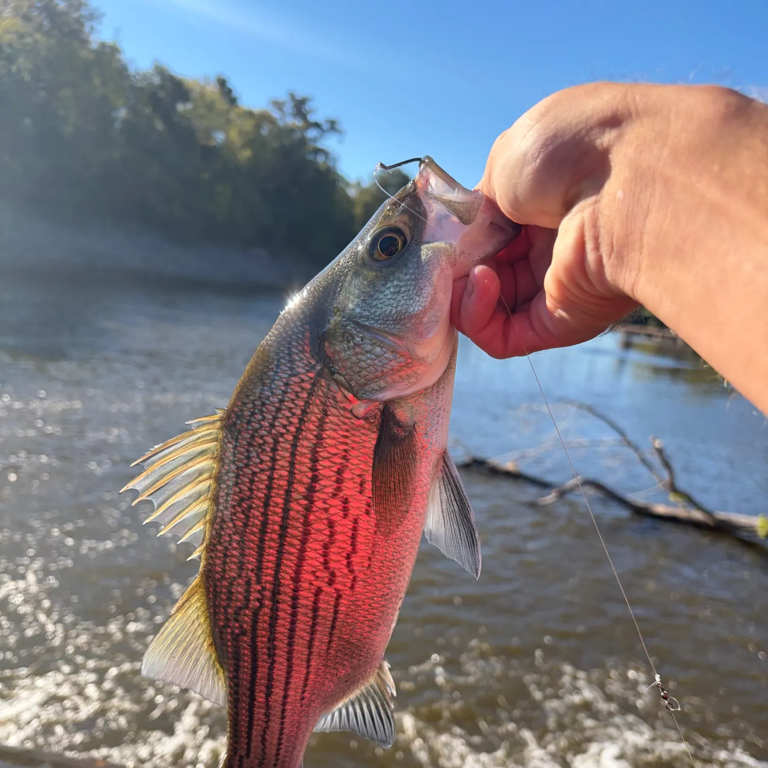 The most recent Wiper catches on Fishbrain
