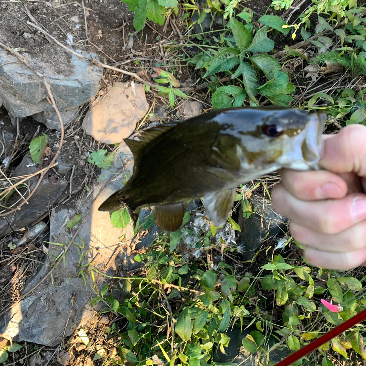 Smallmouth bass caught on Fishbrain
