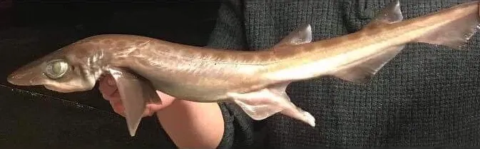 Blackmouth catshark