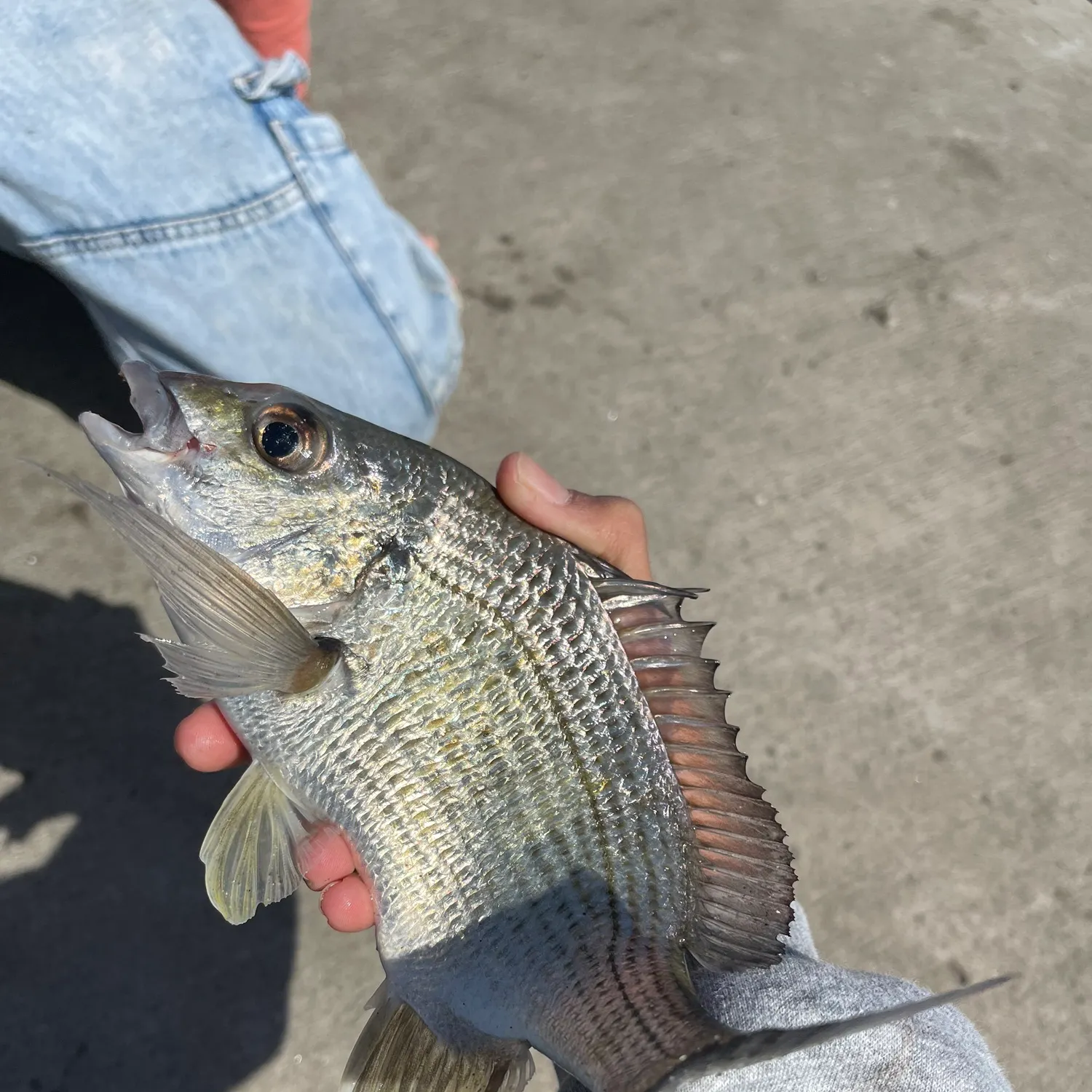 catch