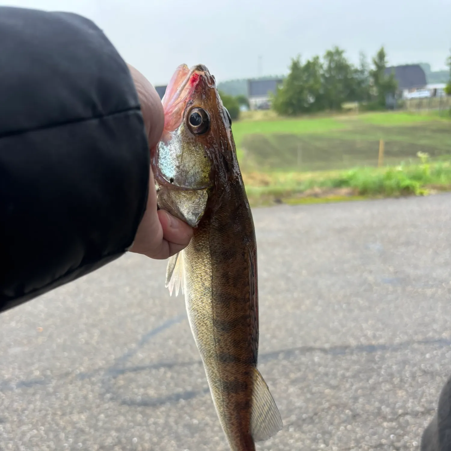 Zander caught on Fishbrain