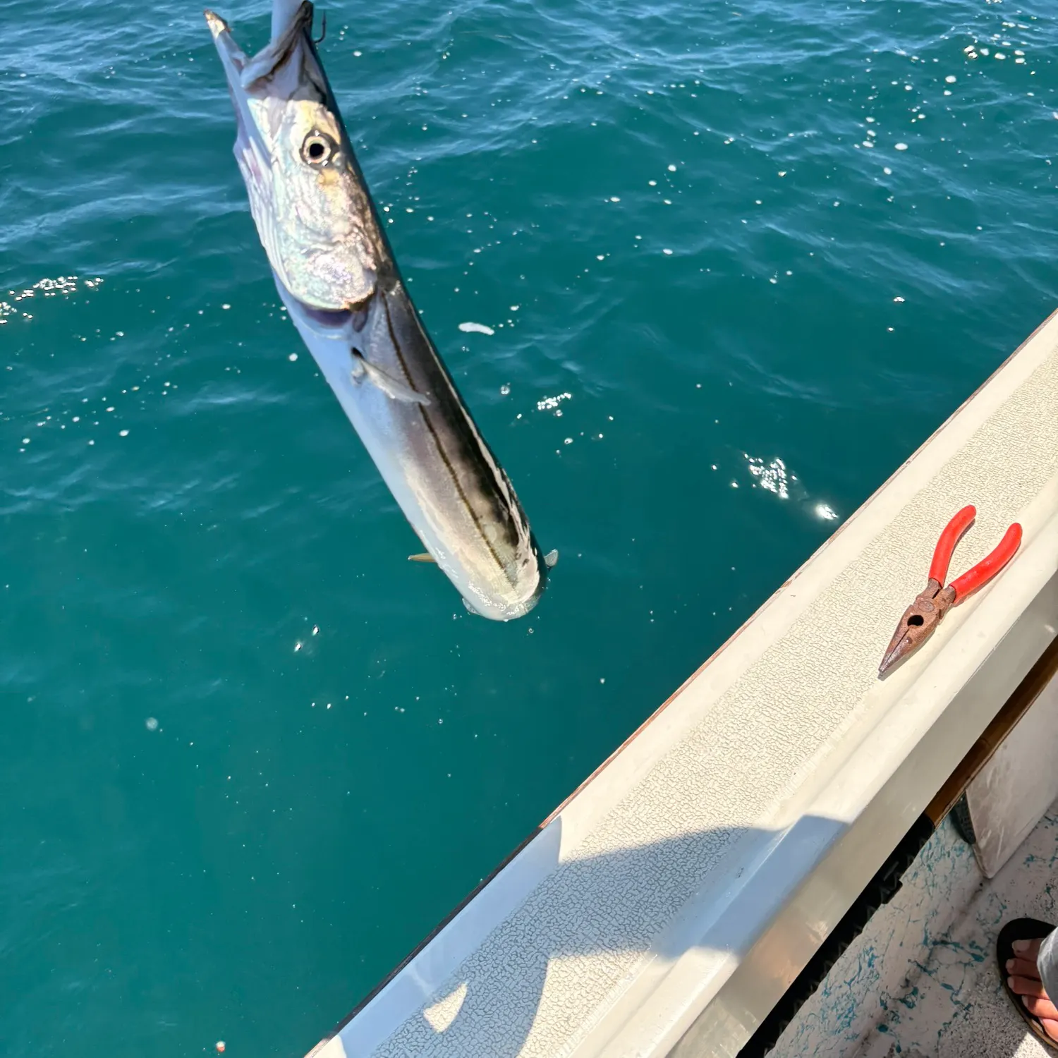 The most recent Pacific barracuda catches on Fishbrain