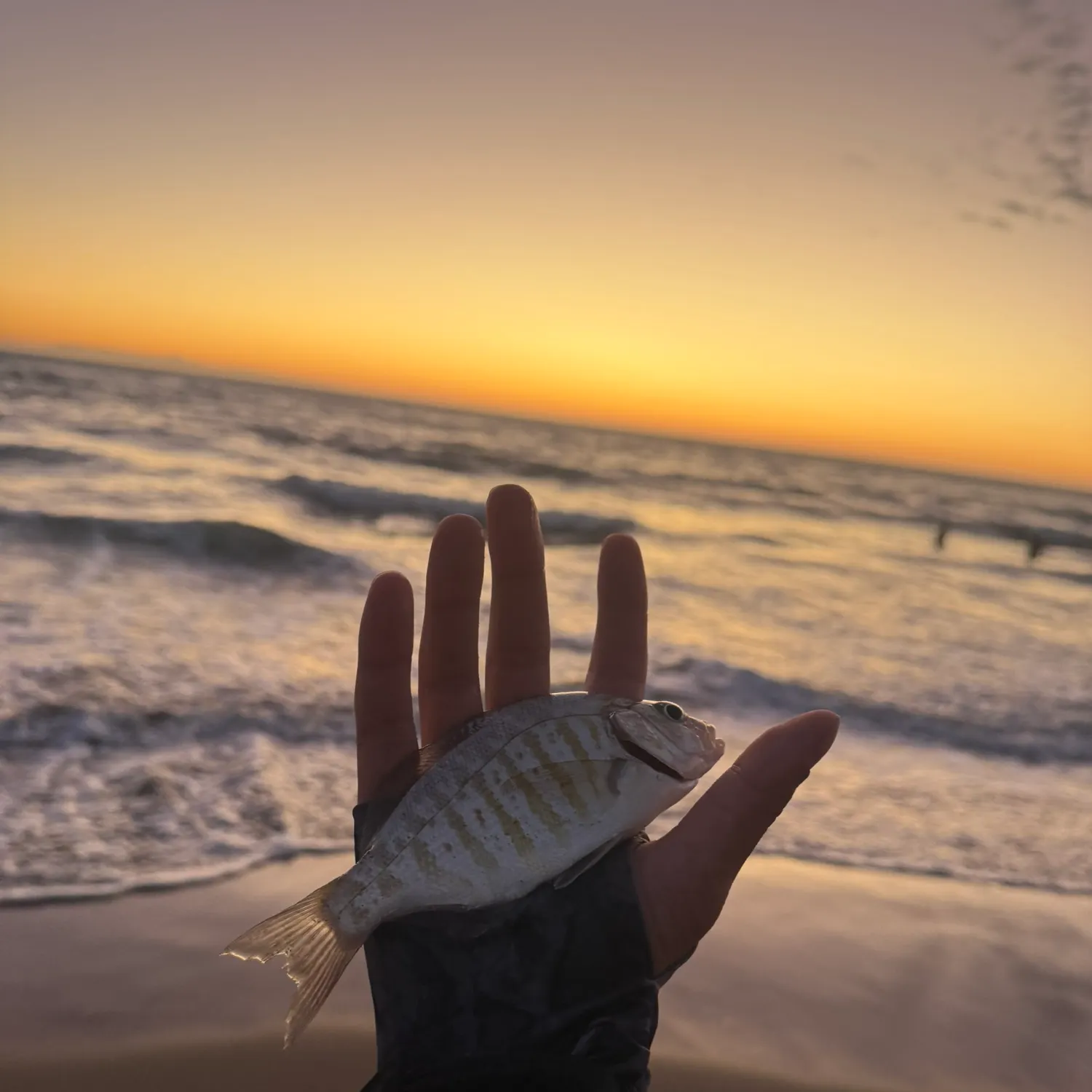 Barred surfperch caught on Fishbrain
