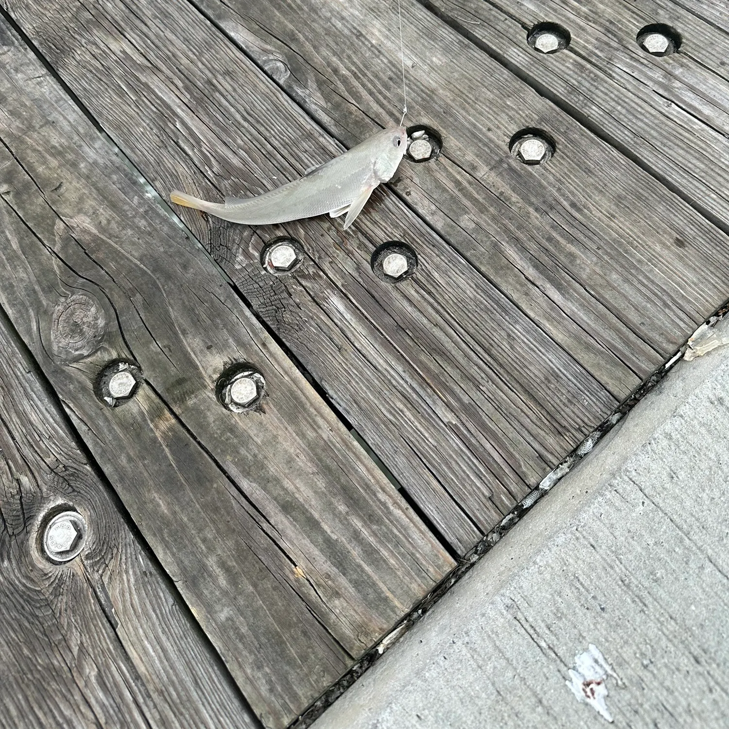 Gulf kingcroaker caught on Fishbrain