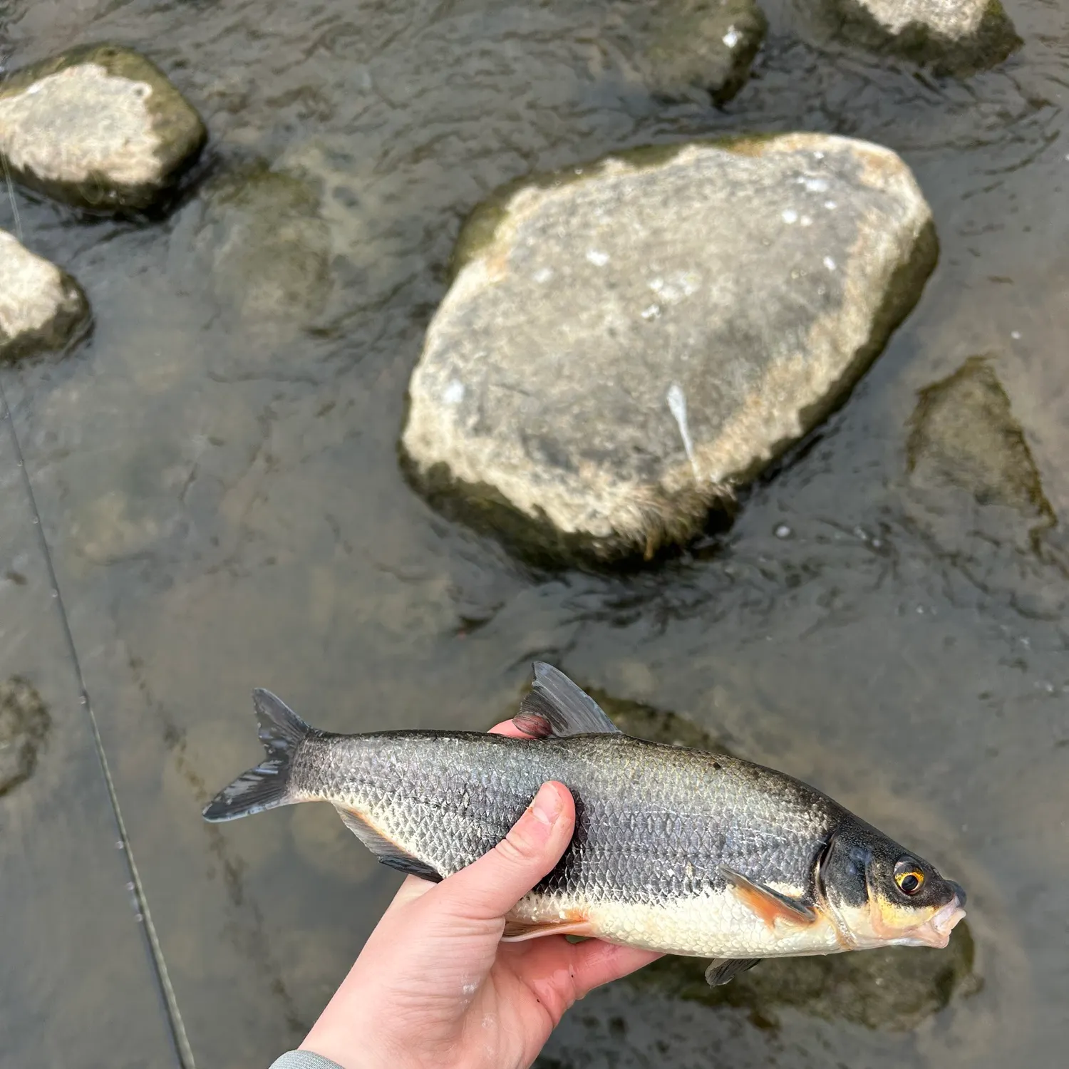 The most recent Vimba bream catches on Fishbrain