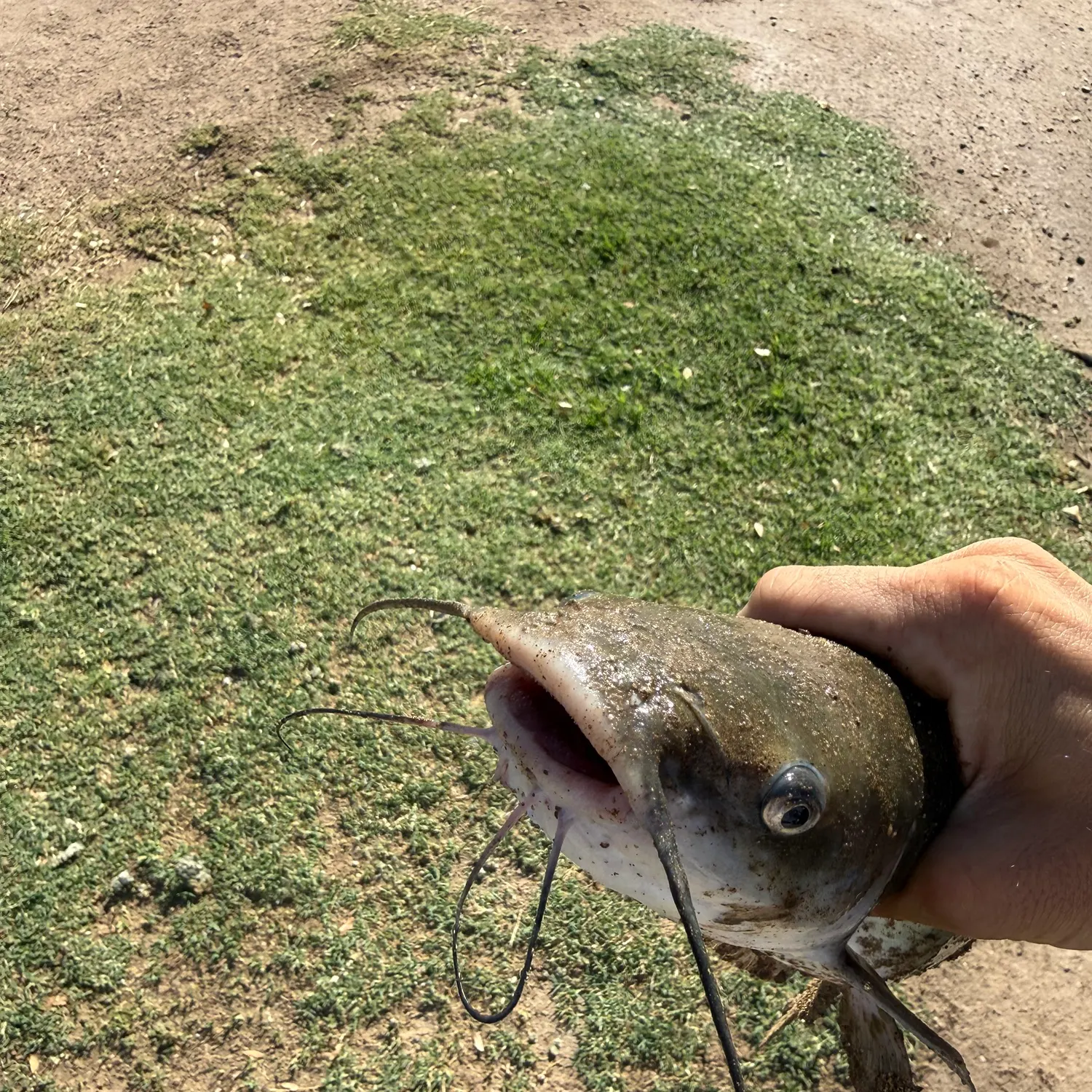 Channel catfish caught on Fishbrain