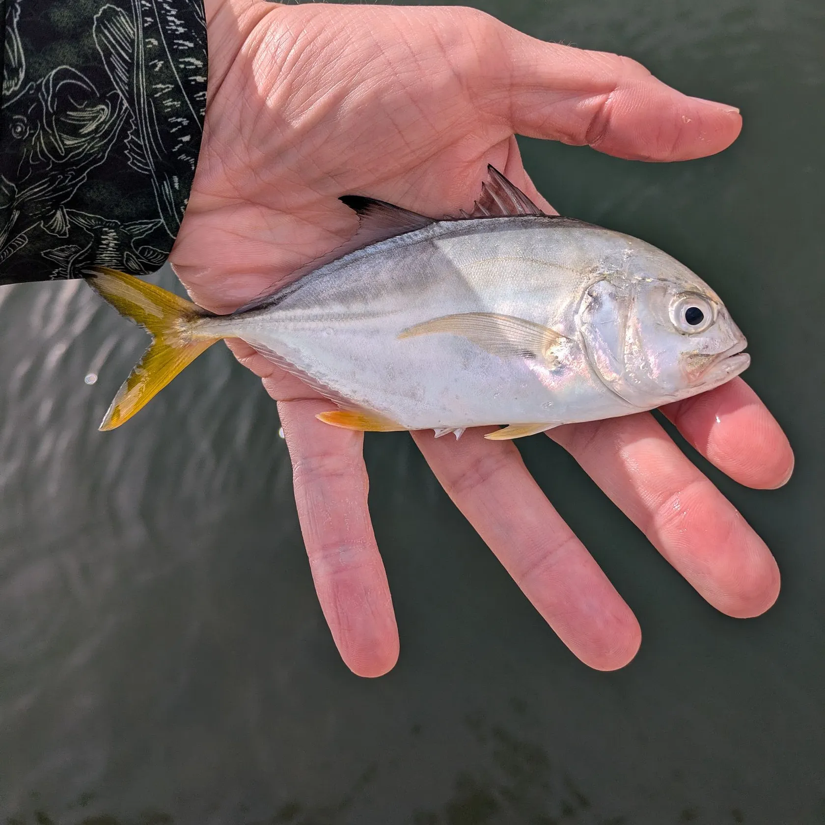 The most recent Crevalle jack catches on Fishbrain