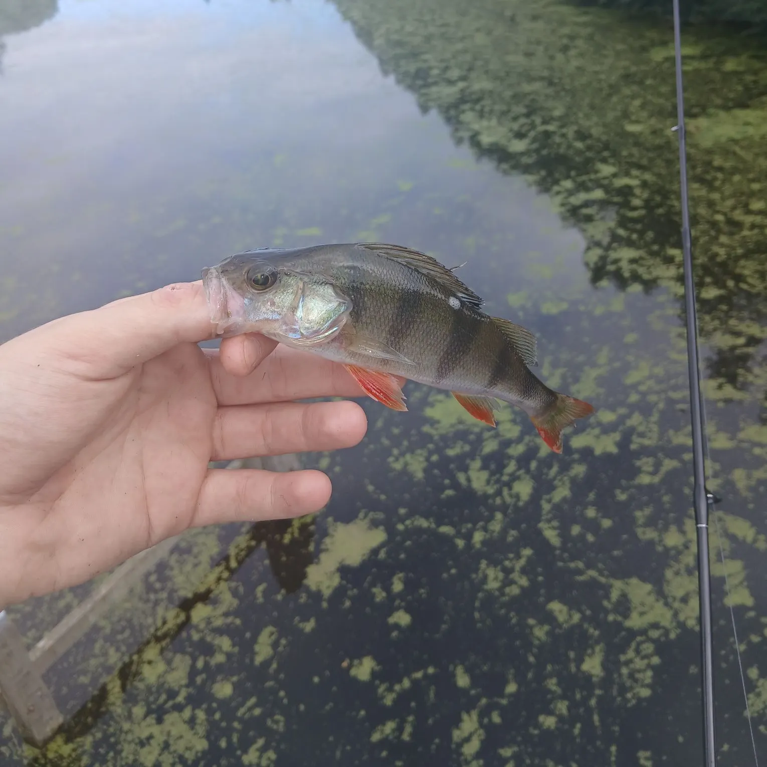European perch caught on Fishbrain