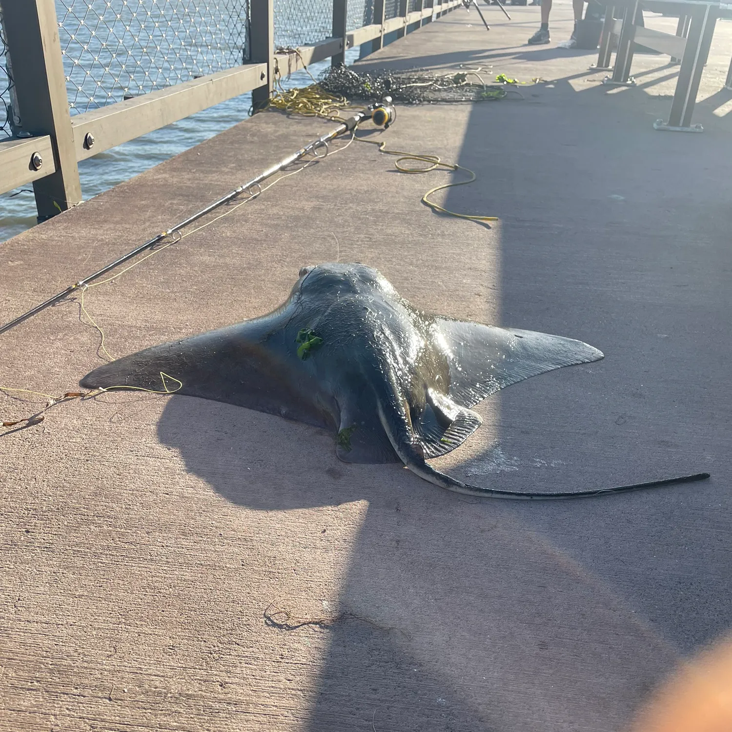 Fish caught on Fishbrain