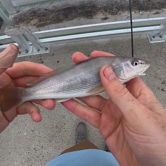 Northern kingcroaker caught on Fishbrain