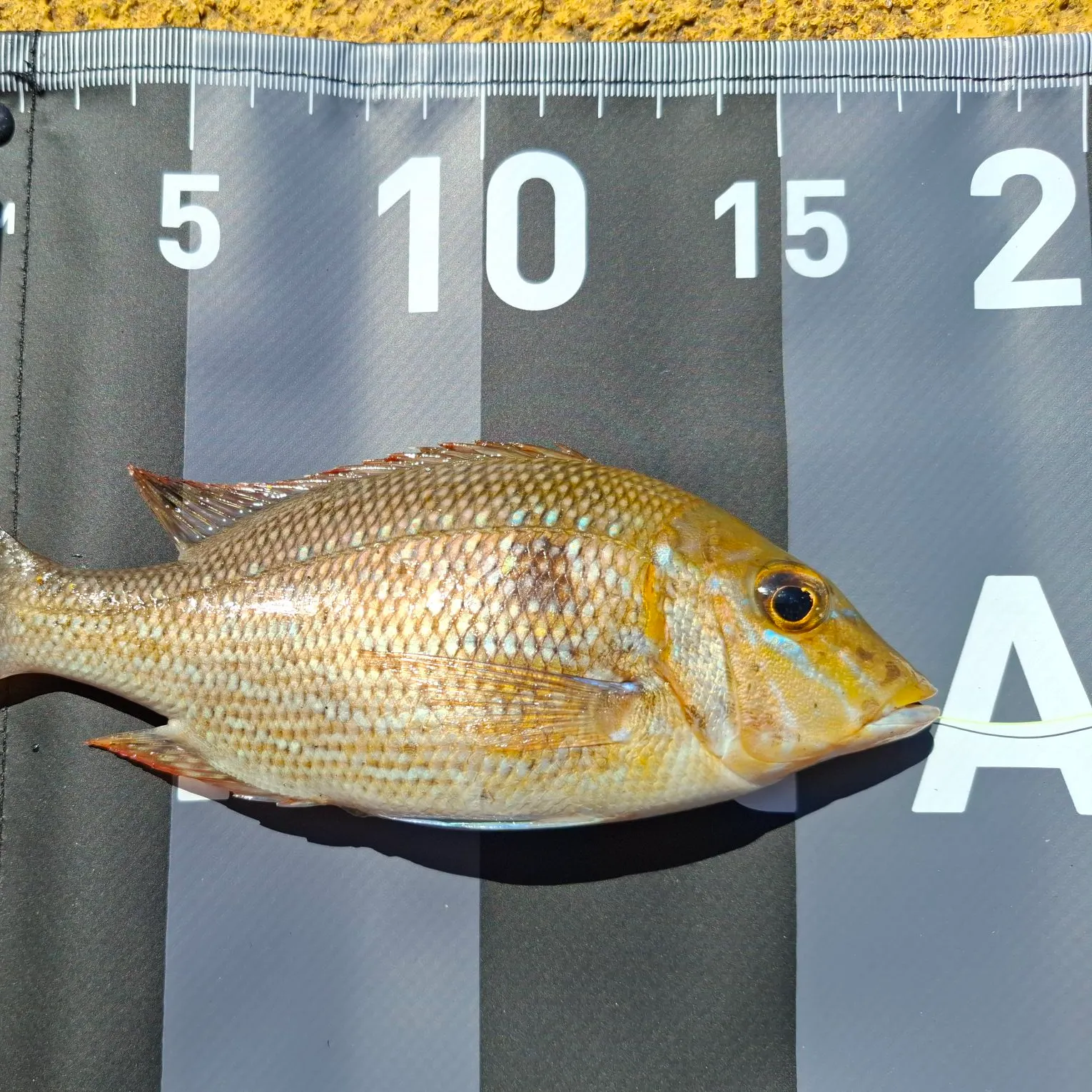 The most recent Spangled emperor catches on Fishbrain