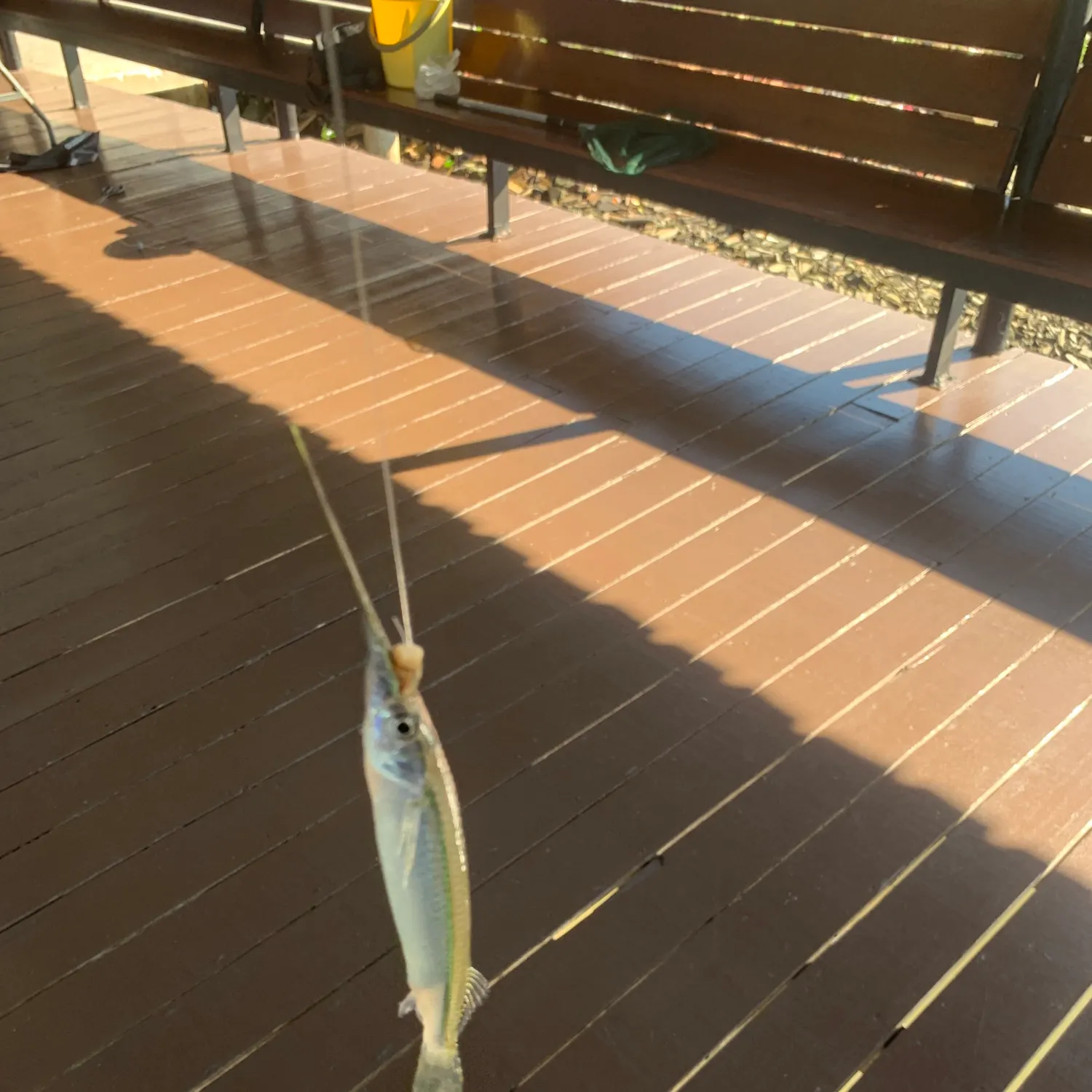 The most recent Banded needlefish catches on Fishbrain