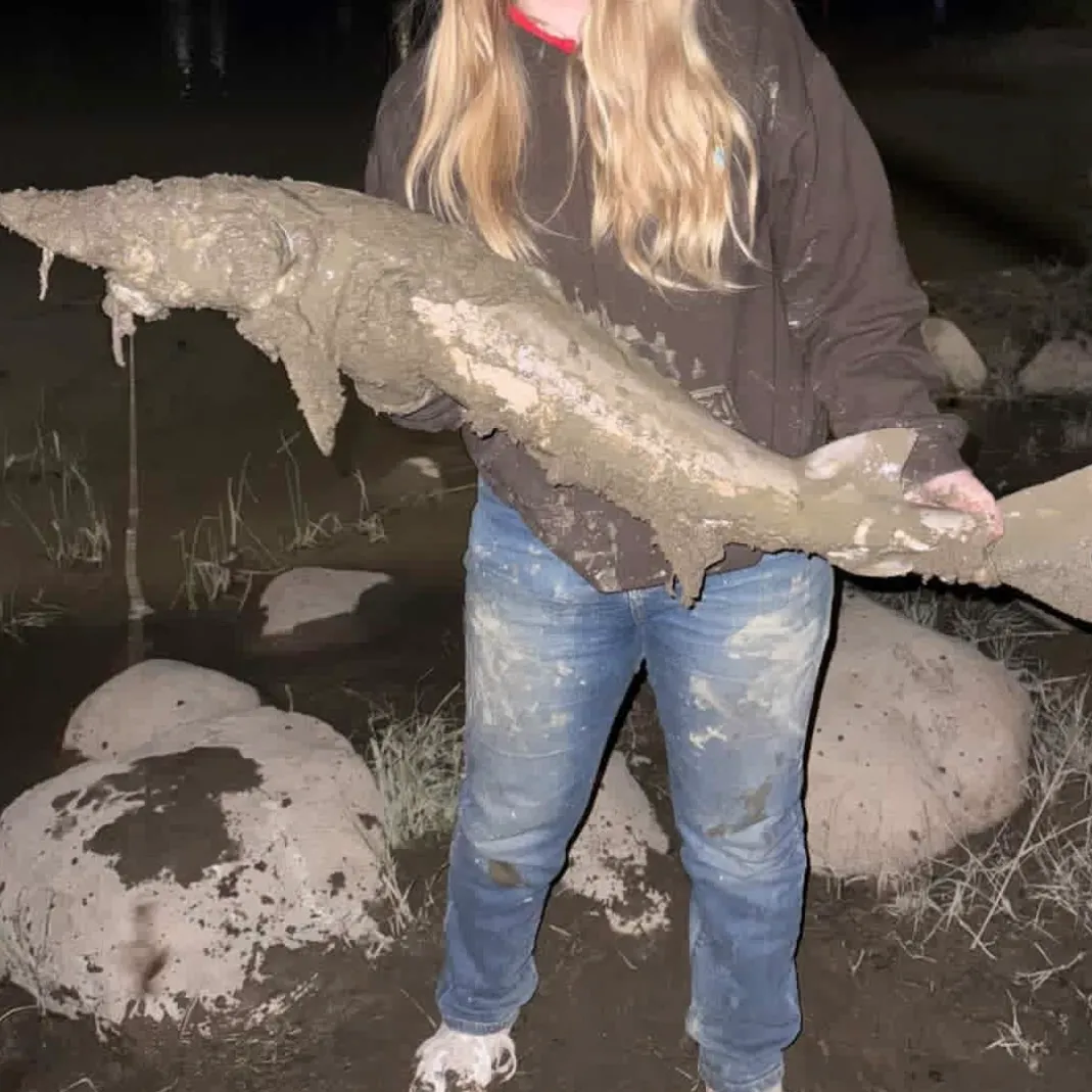 The most recent Lake sturgeon catches on Fishbrain