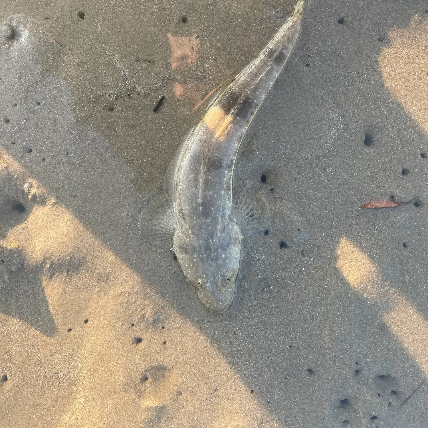 Dusky flathead caught on Fishbrain