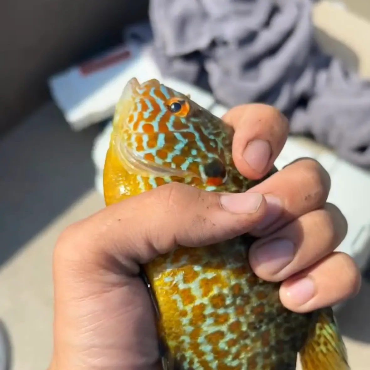 catch