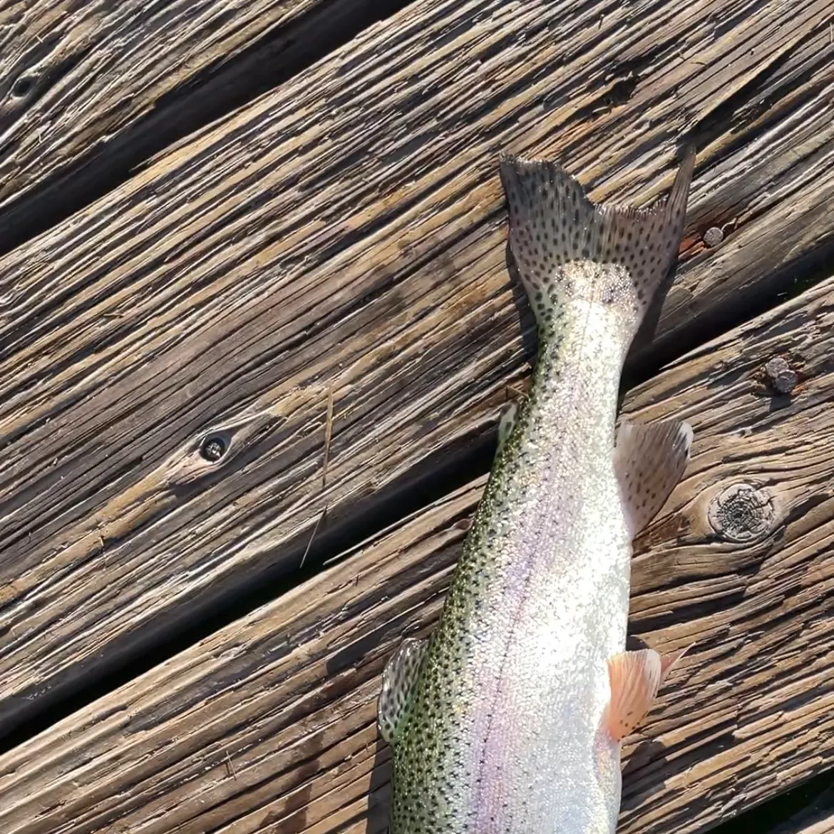 Rainbow trout caught on Fishbrain