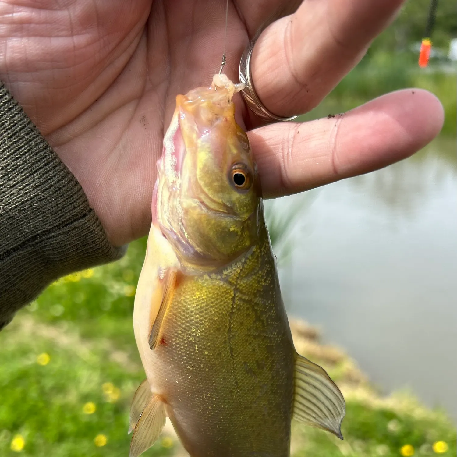 The most recent Tench catches on Fishbrain