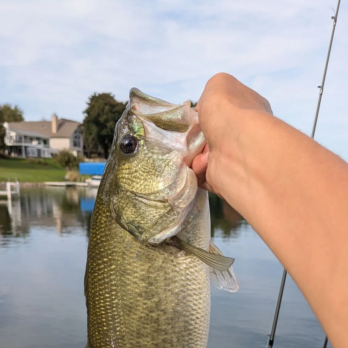 Largemouth bass caught on Fishbrain