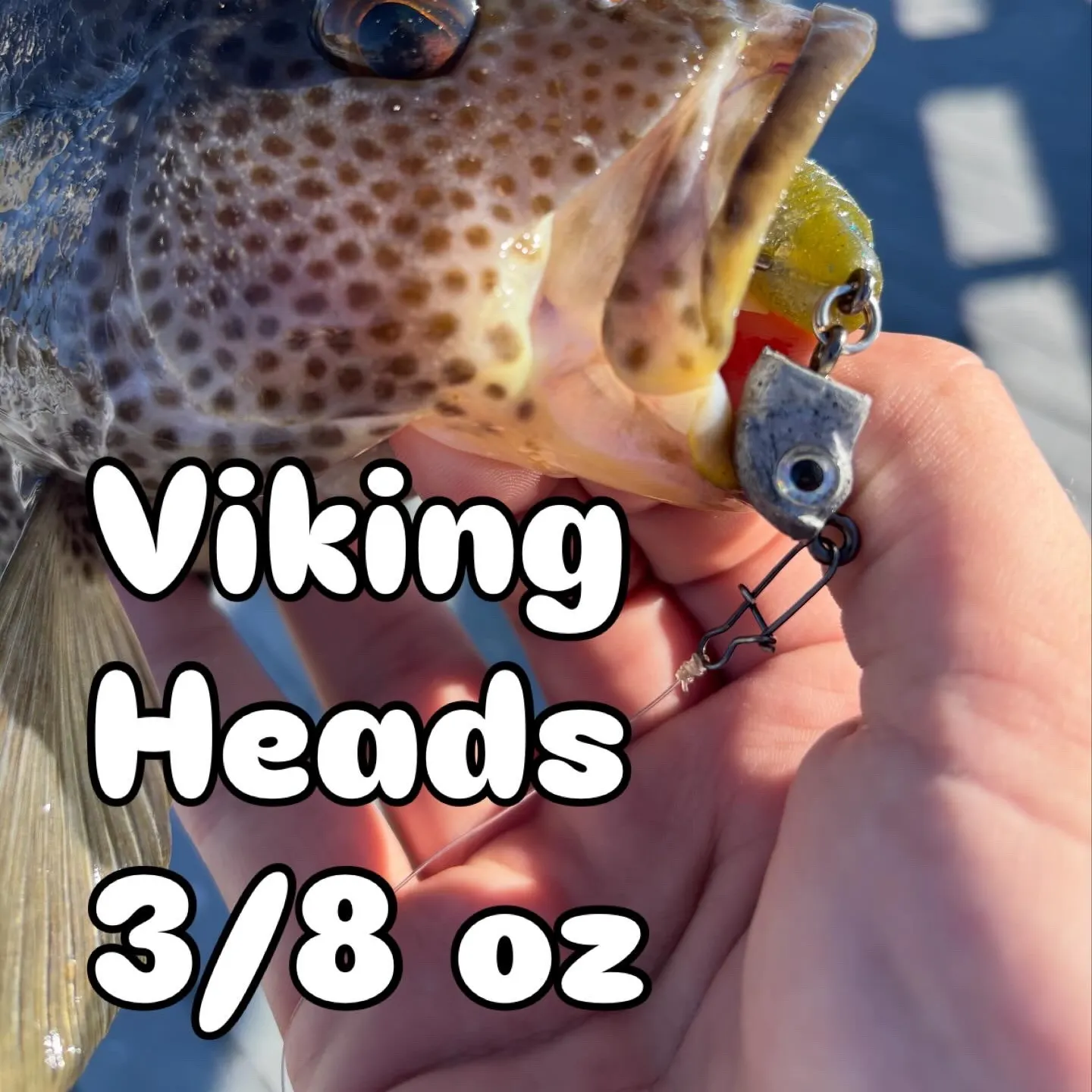 The most recent Spotted sand bass catches on Fishbrain