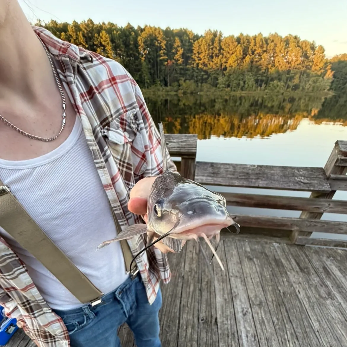 Channel catfish caught on Fishbrain