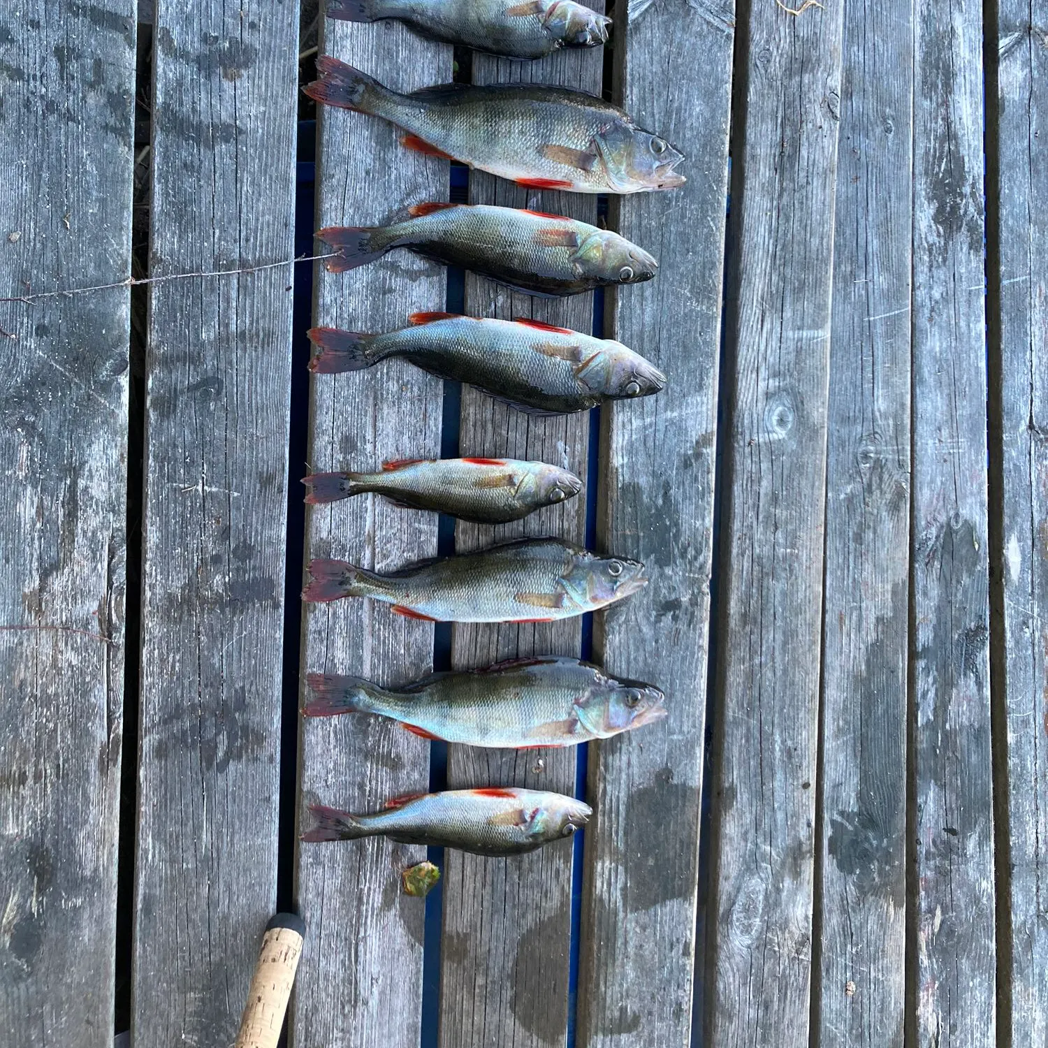 recently logged catches