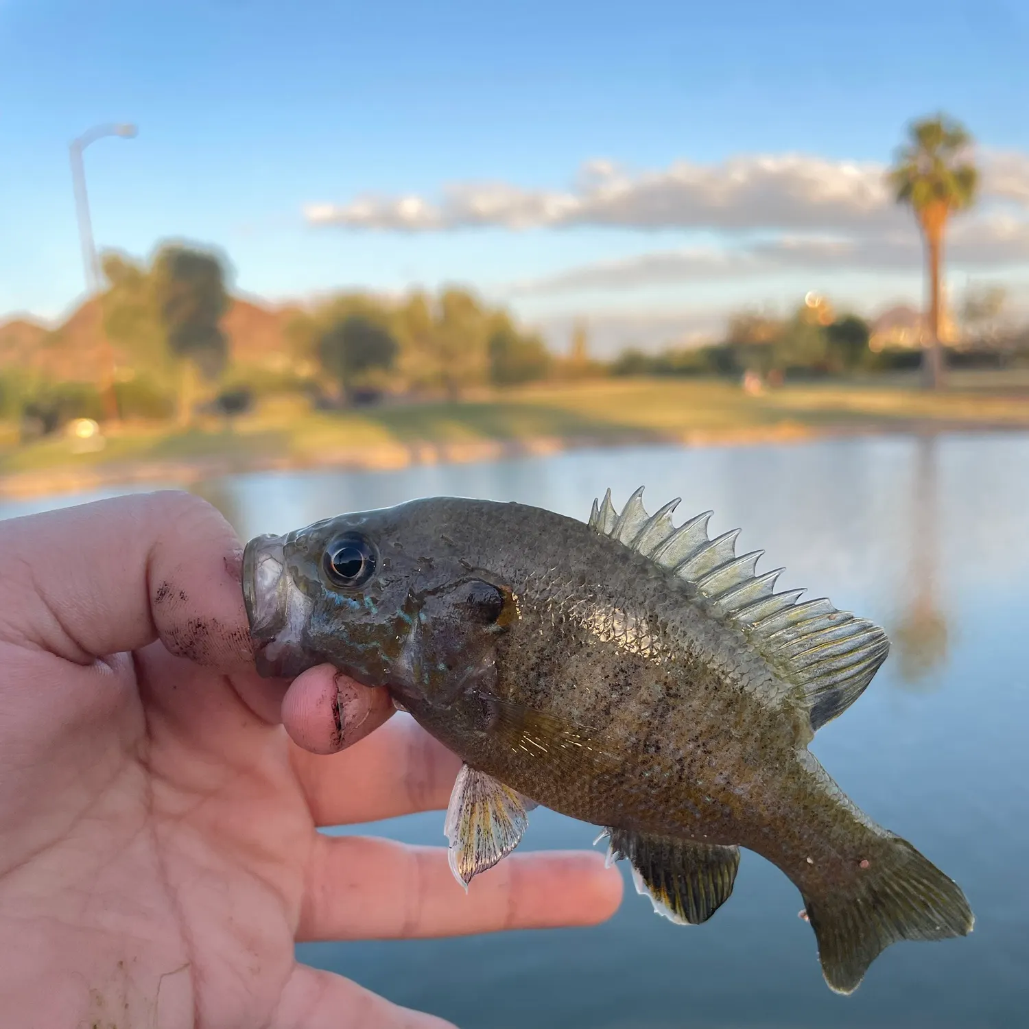 Green sunfish caught on Fishbrain