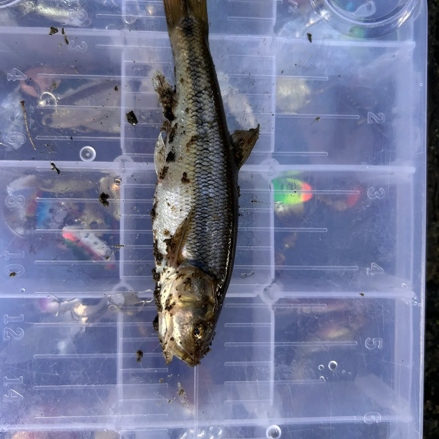 Creek chub caught on Fishbrain