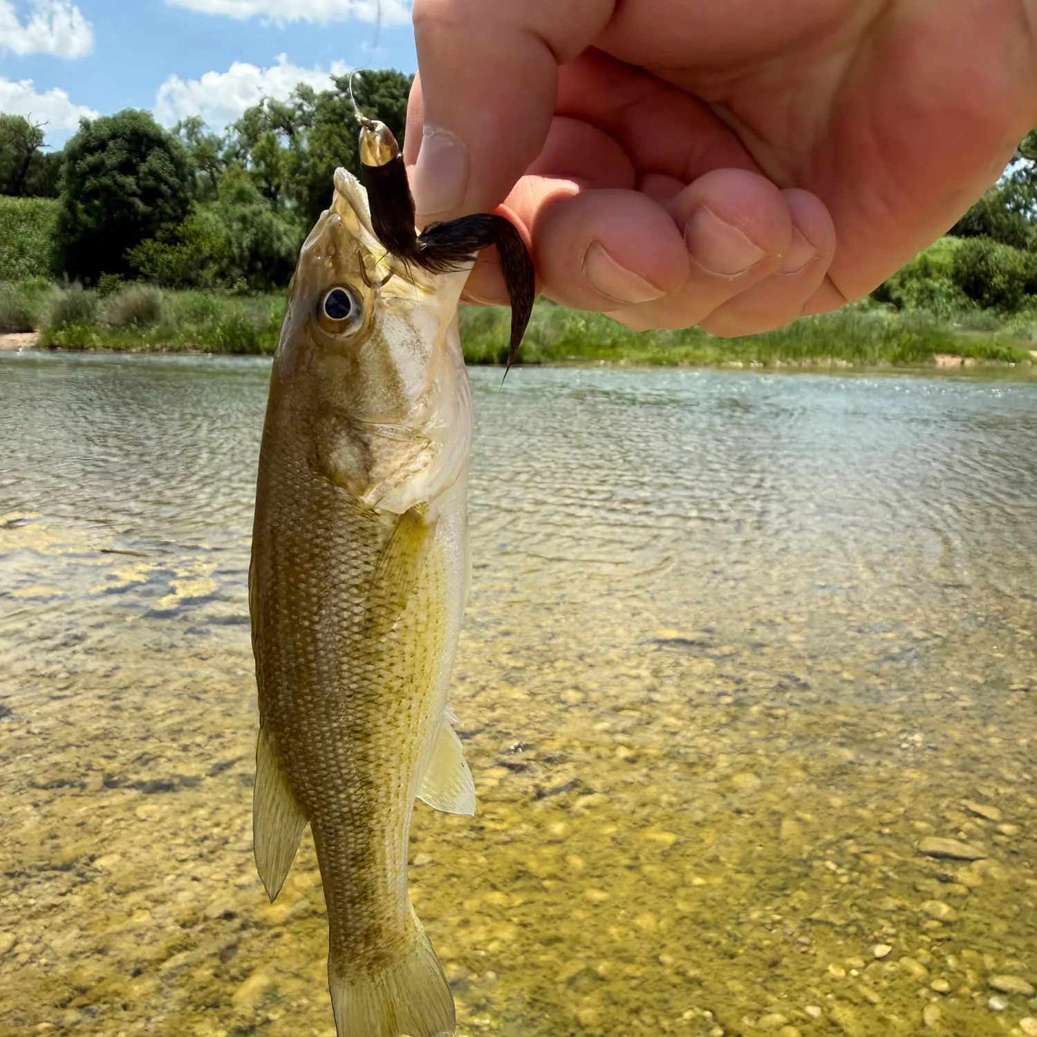 The most recent Guadalupe bass catches on Fishbrain