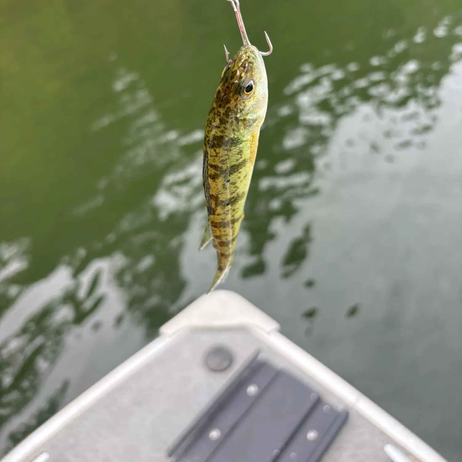 Yellow perch caught on Fishbrain