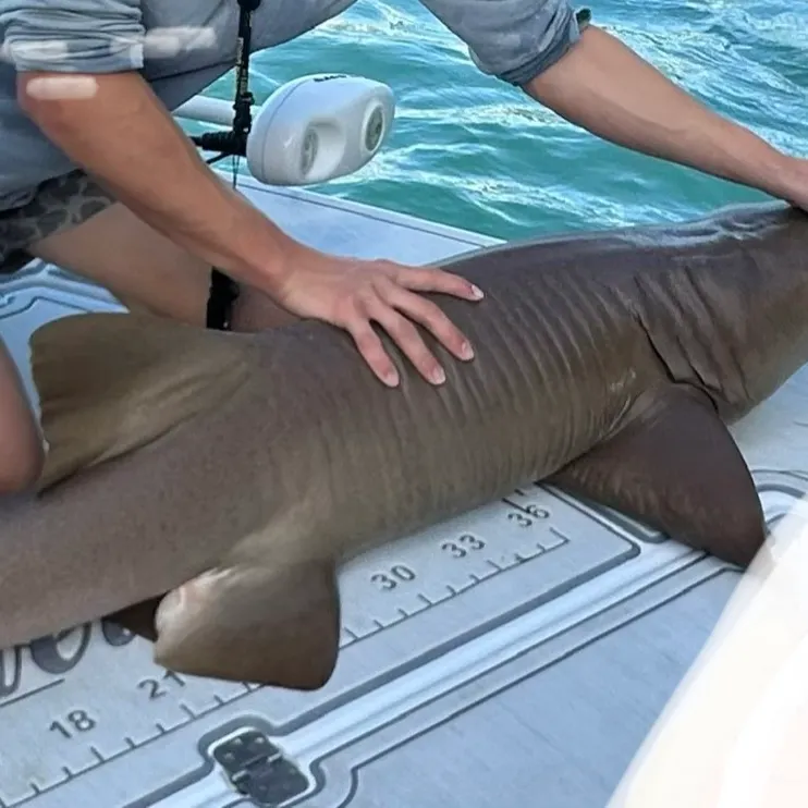 The most recent Nurse shark catches on Fishbrain