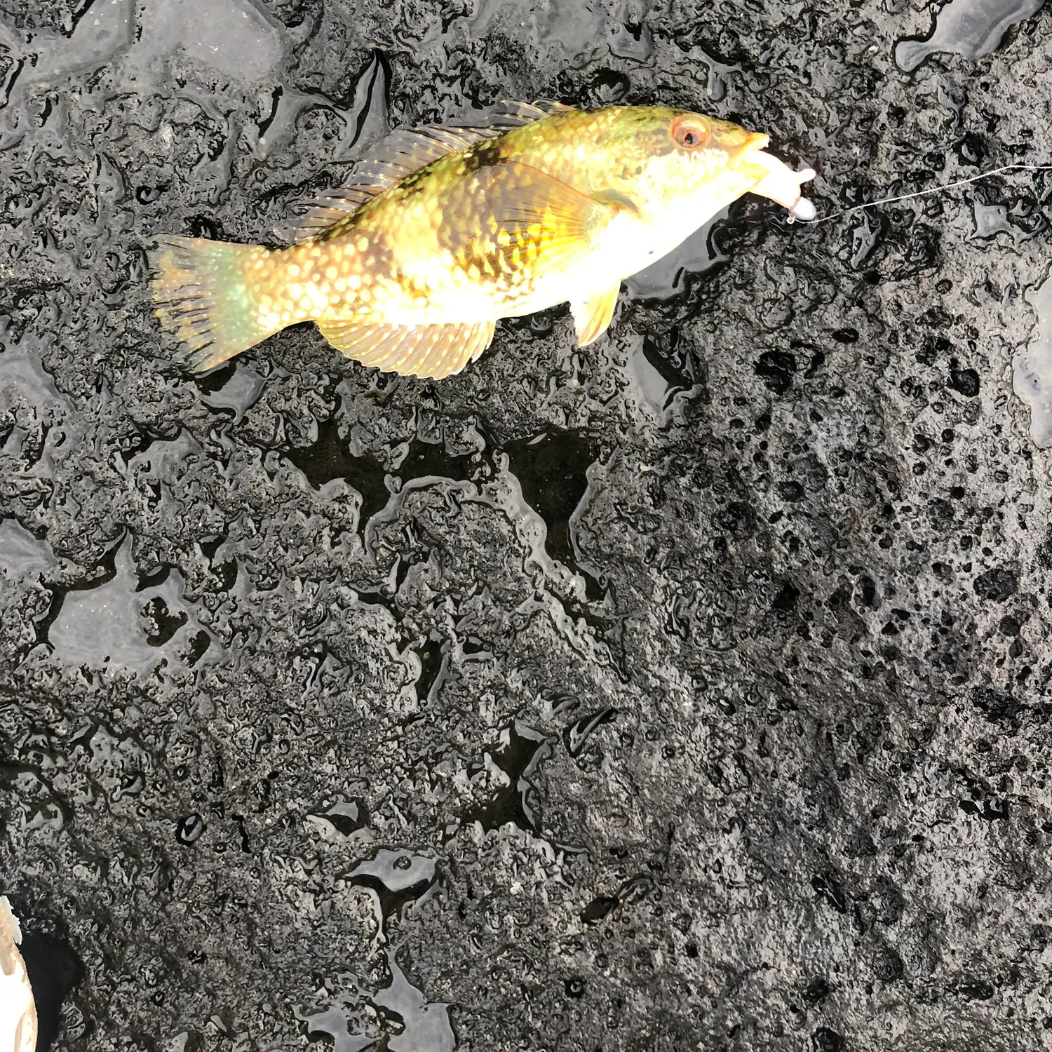 The most recent Blue-throated wrasse catches on Fishbrain