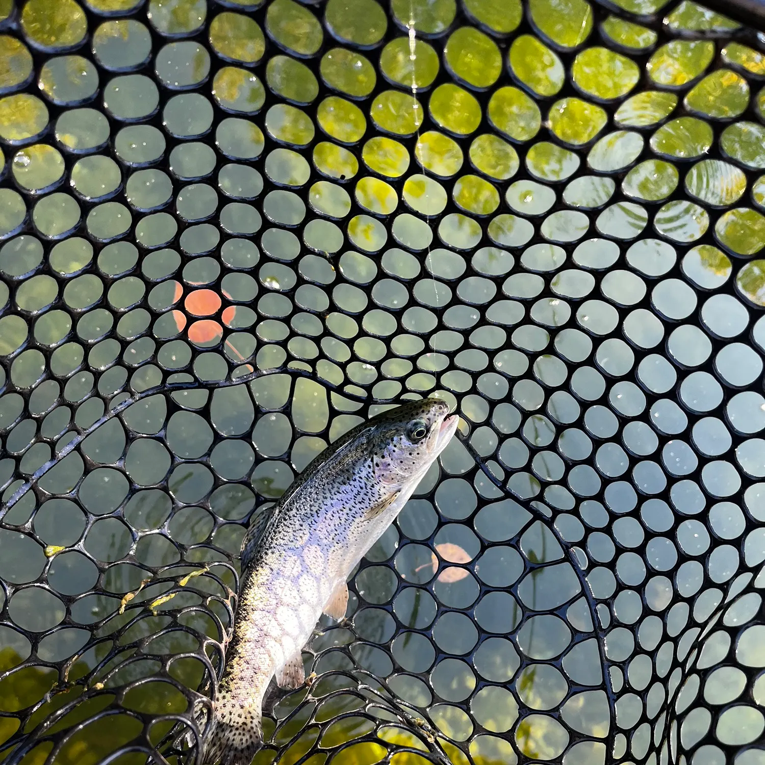 Rainbow trout caught on Fishbrain