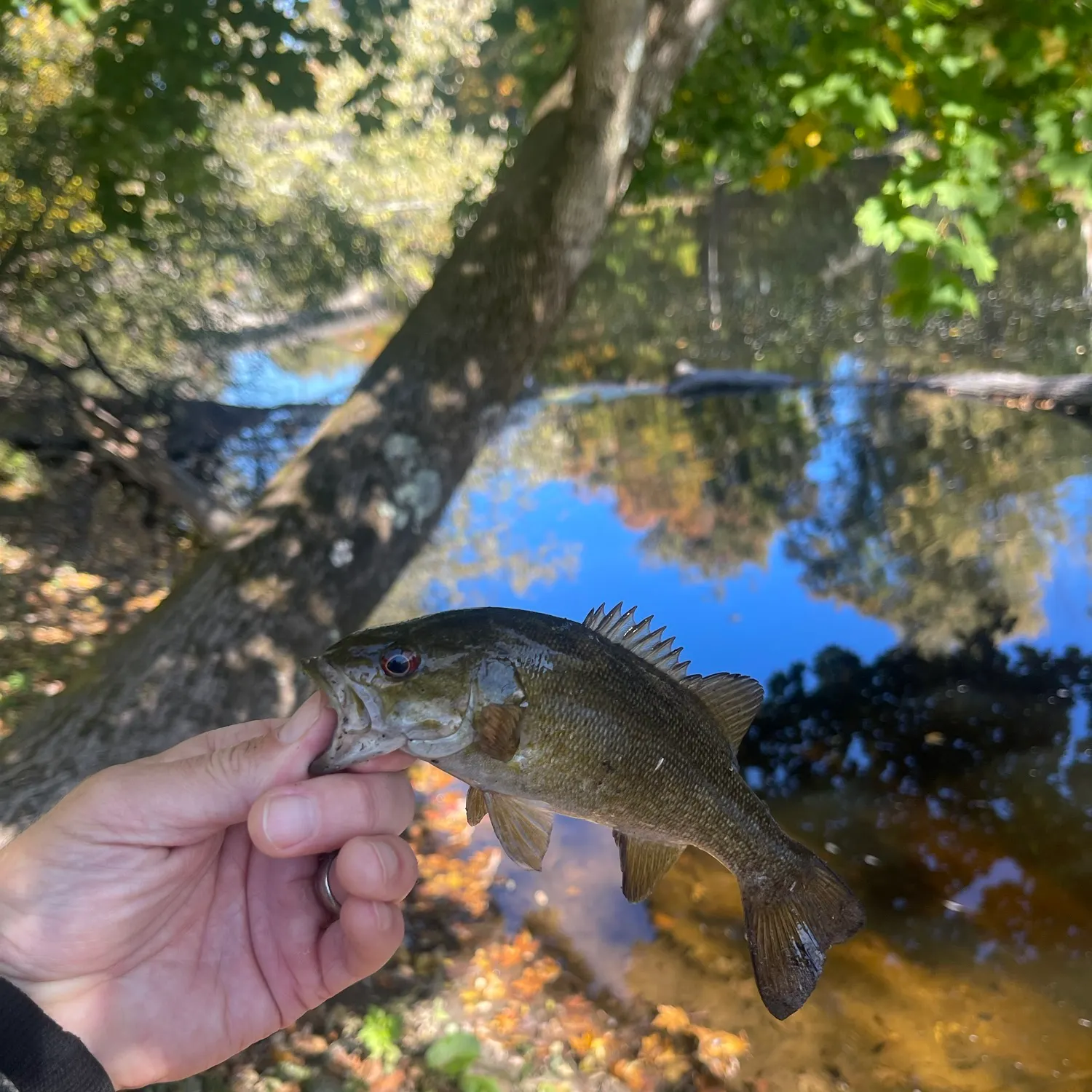 Smallmouth bass caught on Fishbrain