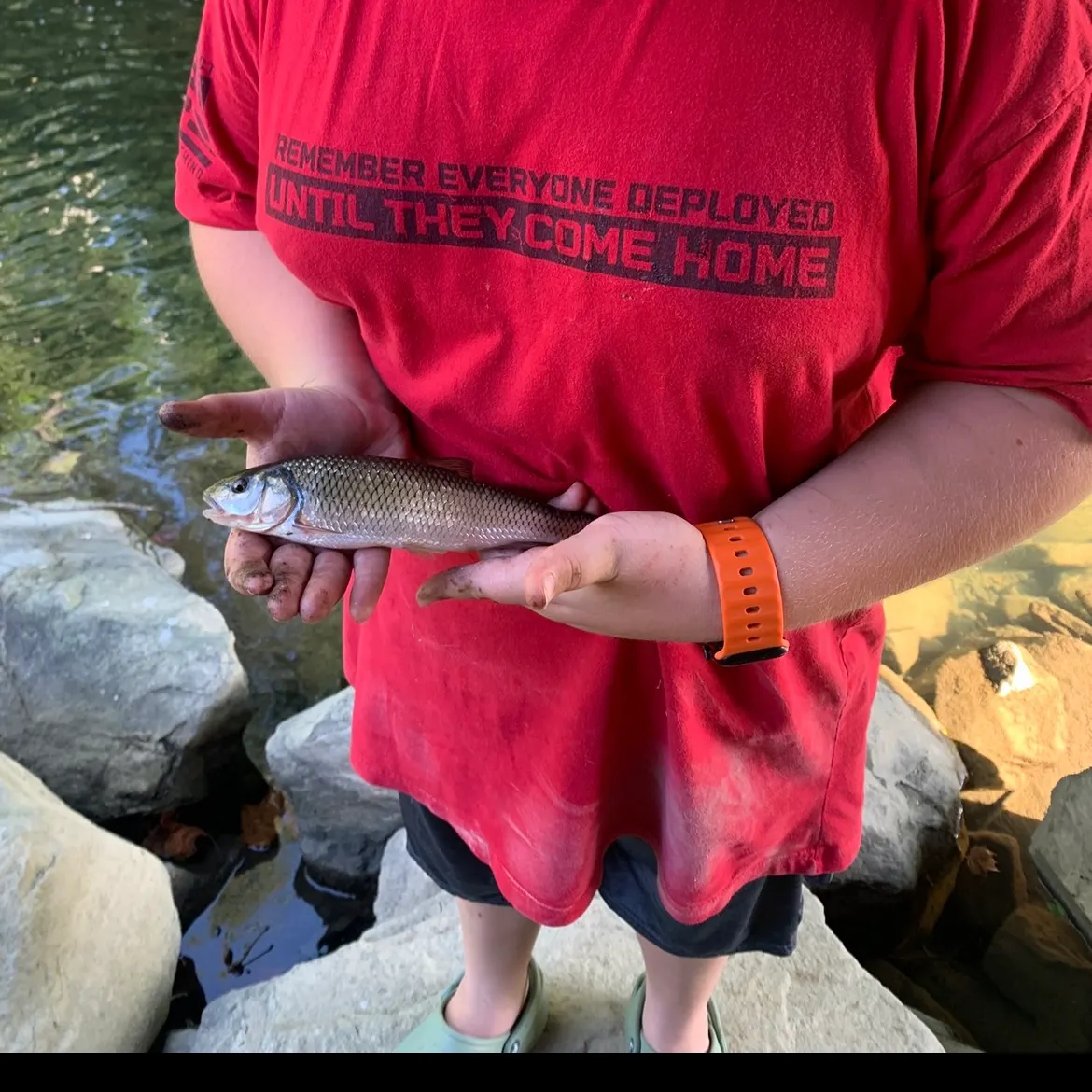 The most recent Fallfish catches on Fishbrain