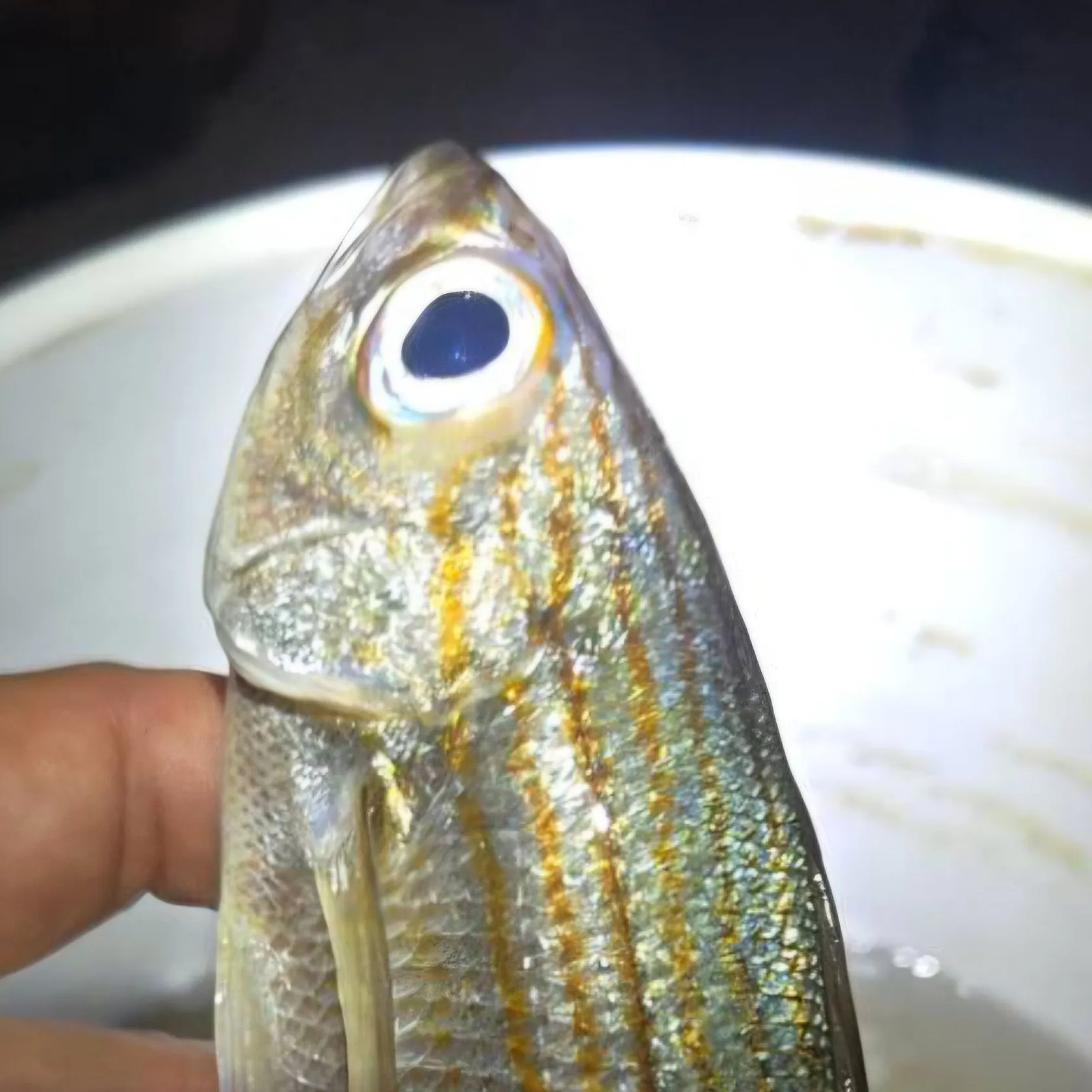 Common logperch caught on Fishbrain