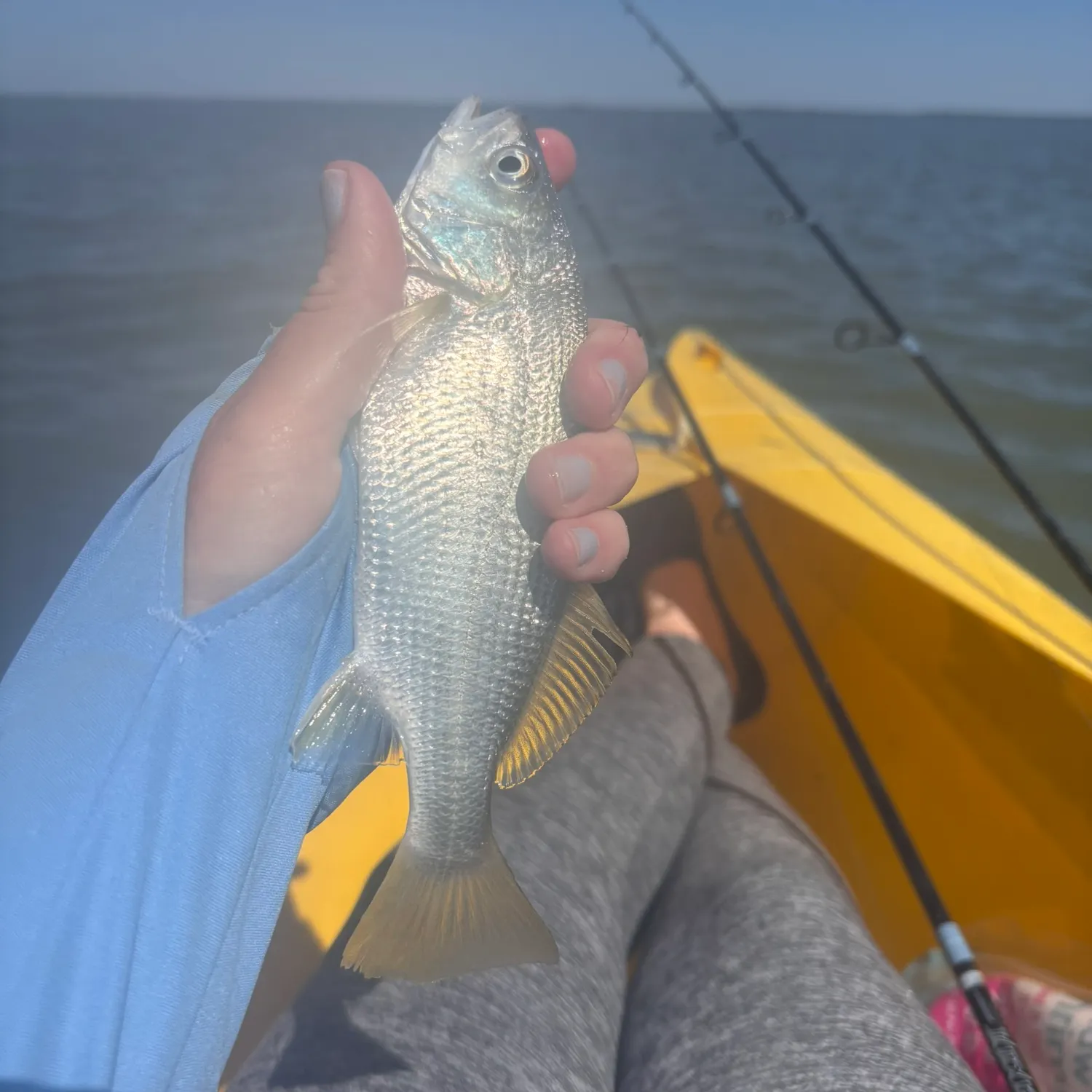 The most recent Silver perch catches on Fishbrain