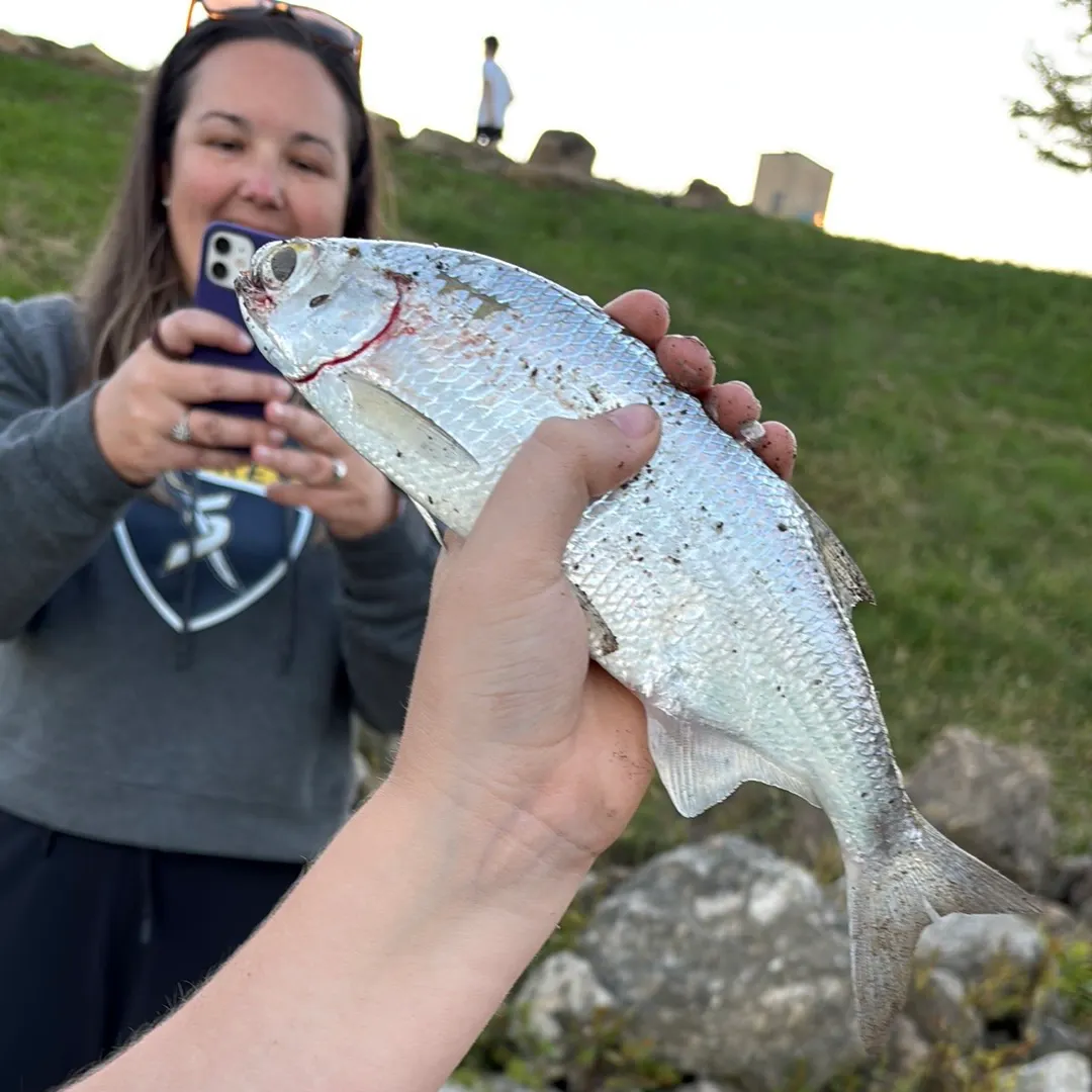 Mooneye caught on Fishbrain