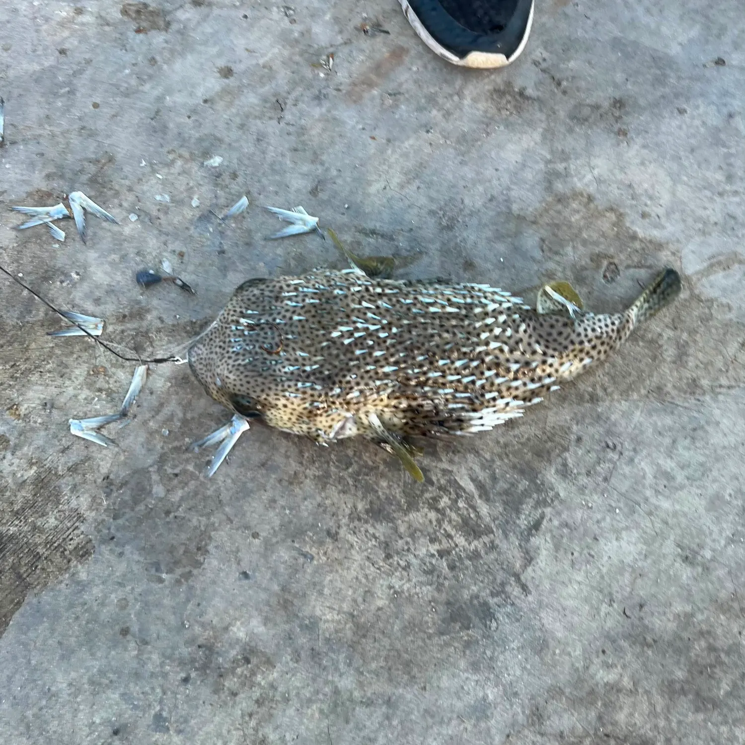 Southern puffer caught on Fishbrain