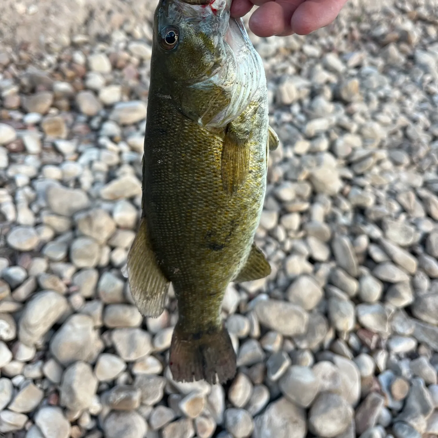 Smallmouth bass caught on Fishbrain