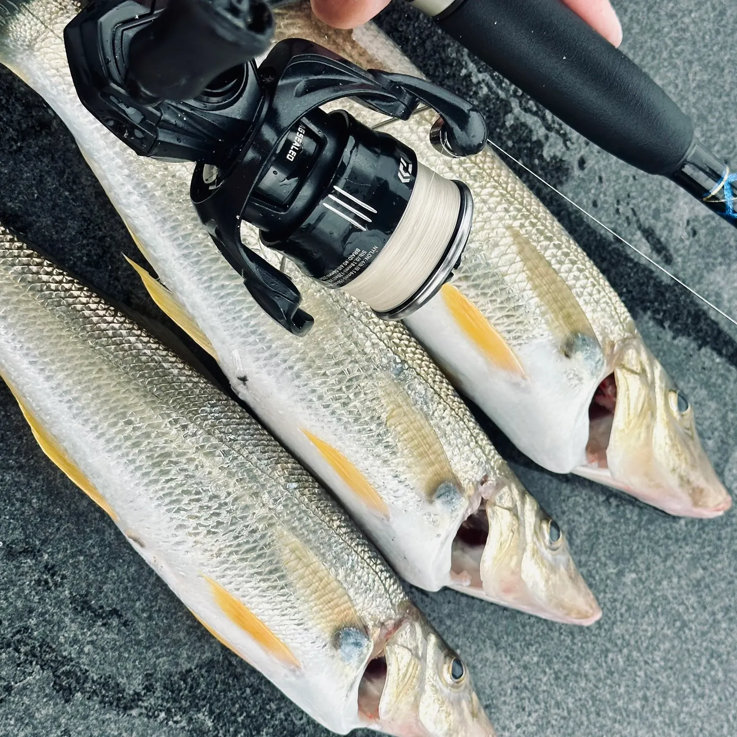 recently logged catches