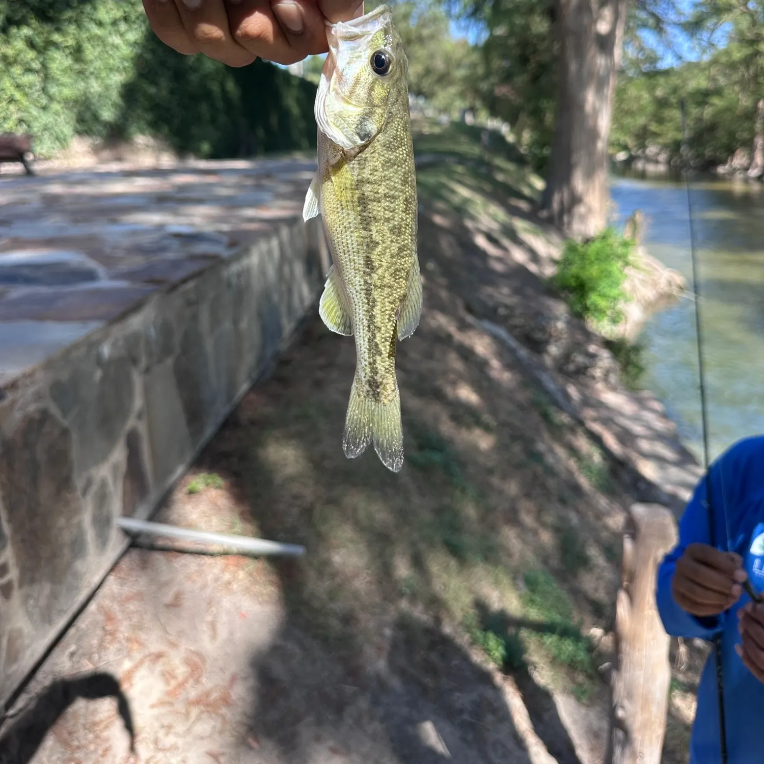 Guadalupe bass caught on Fishbrain