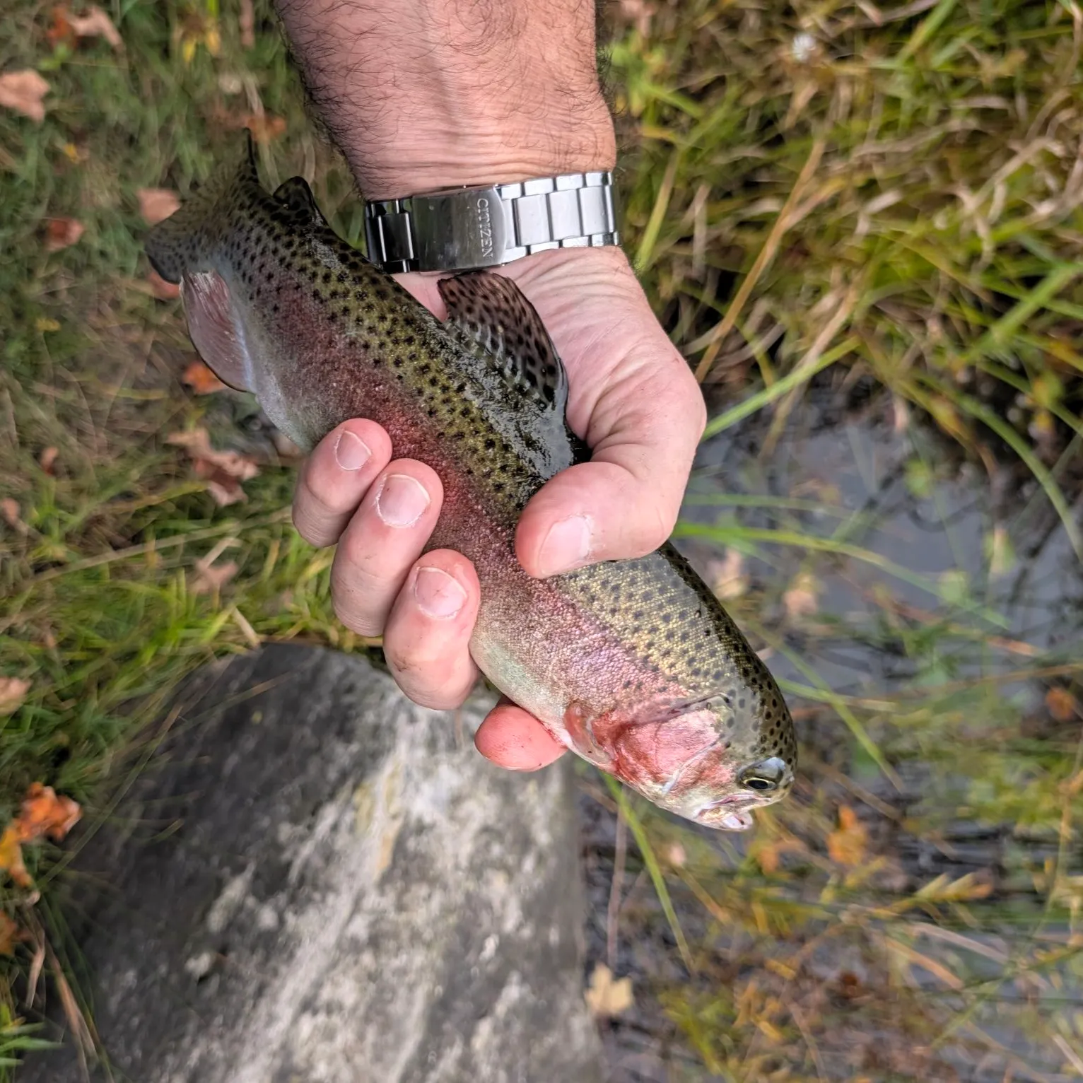 Rainbow trout caught on Fishbrain