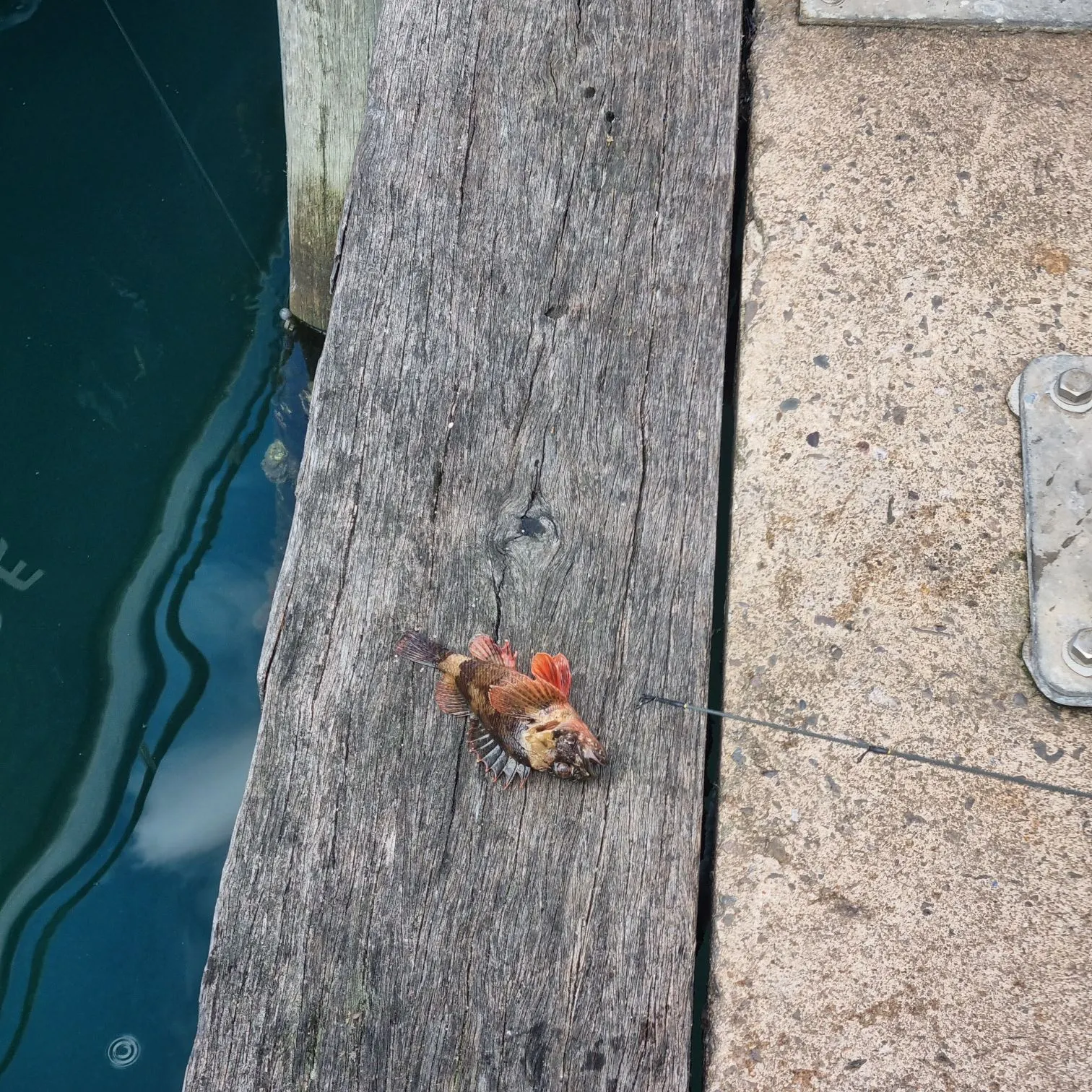 The most recent Red gurnard catches on Fishbrain