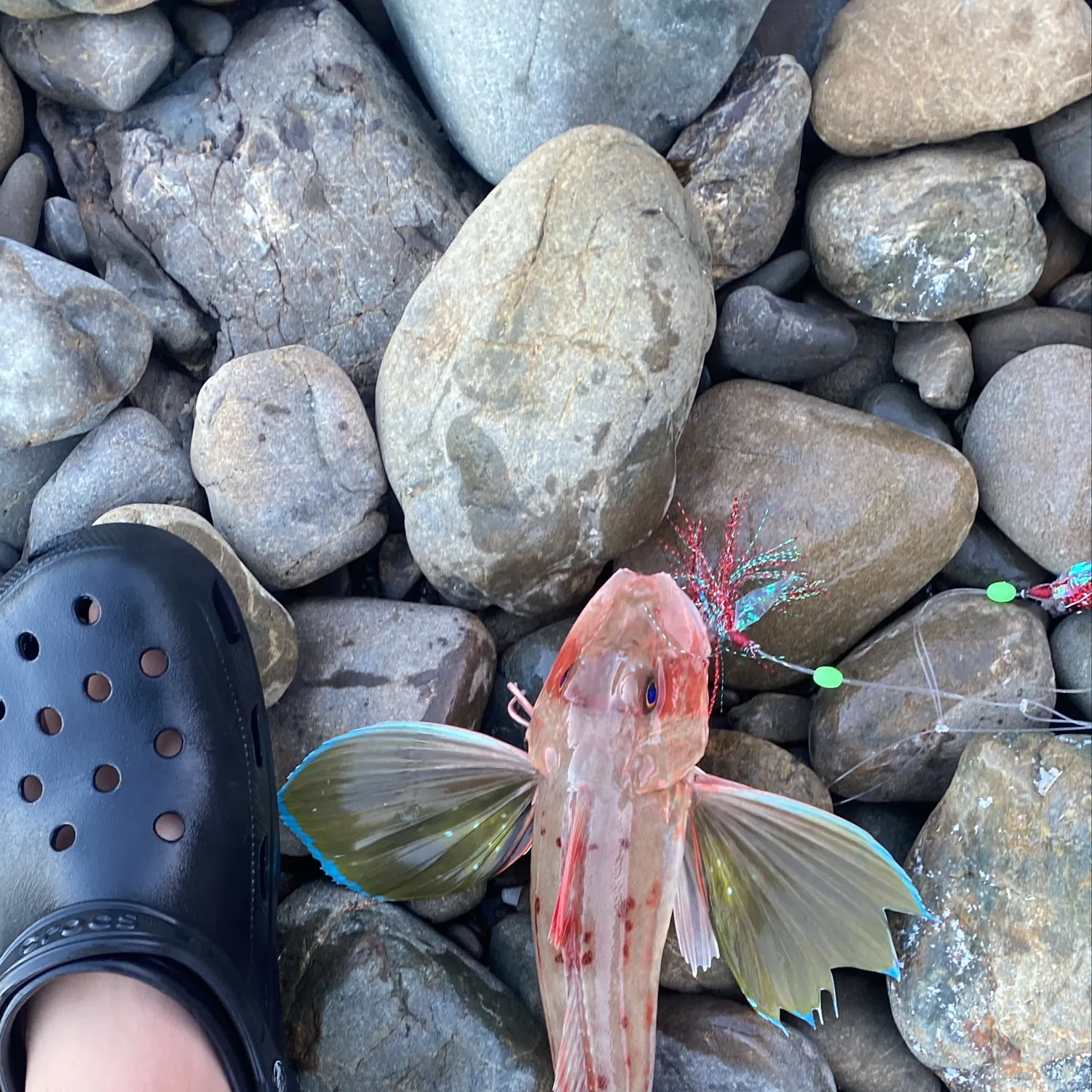The most recent Red gurnard catches on Fishbrain