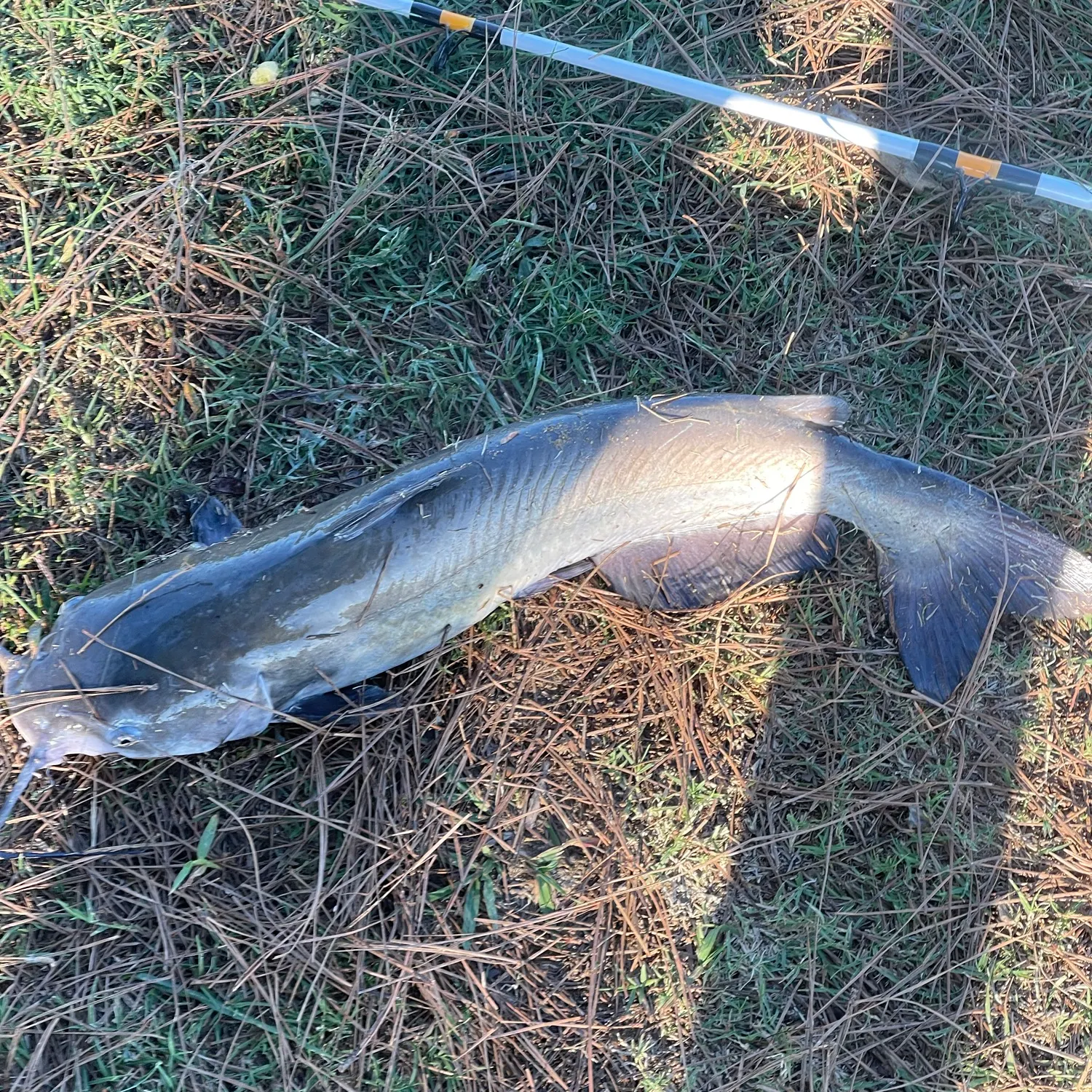 Blue catfish caught on Fishbrain
