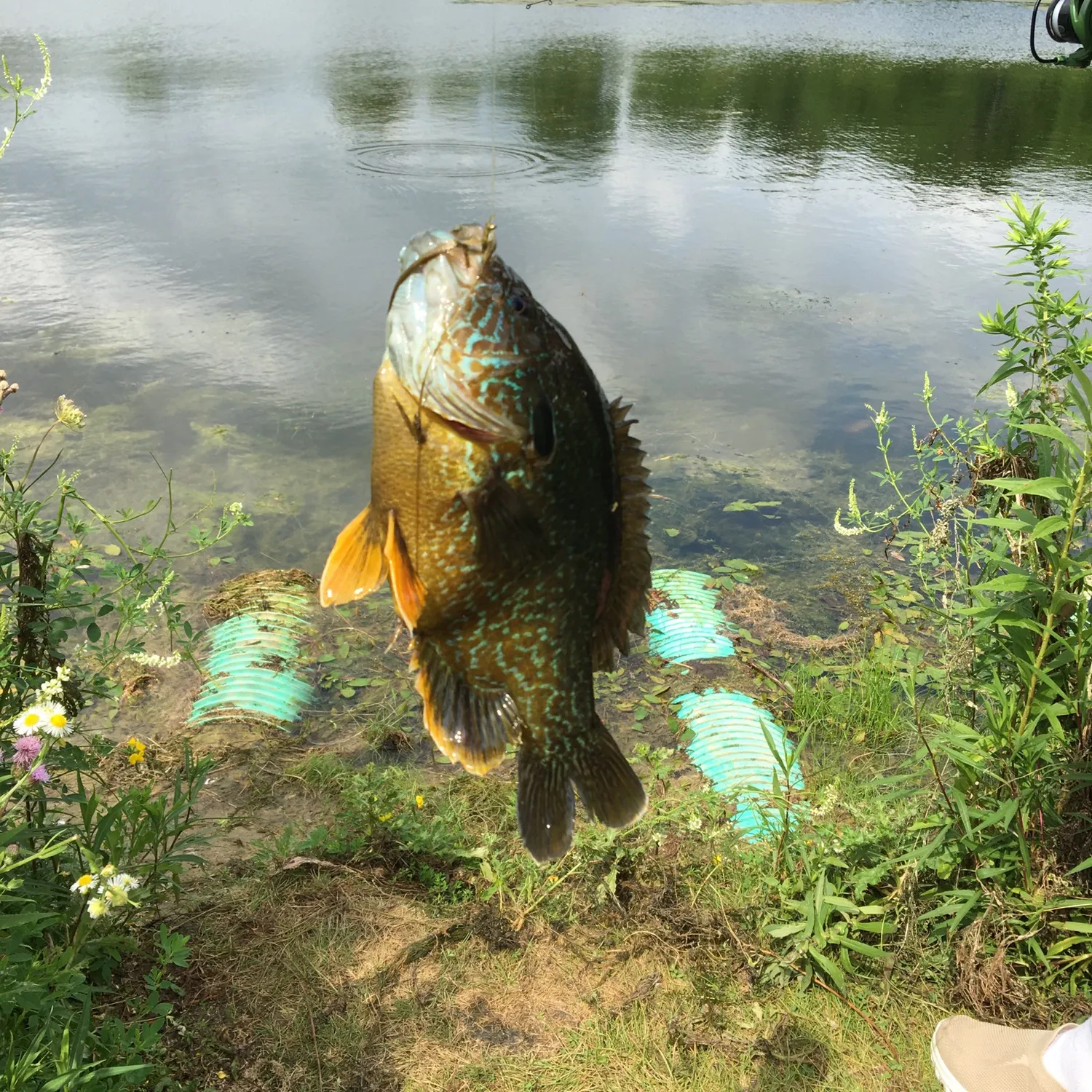 The most recent Longear sunfish catches on Fishbrain