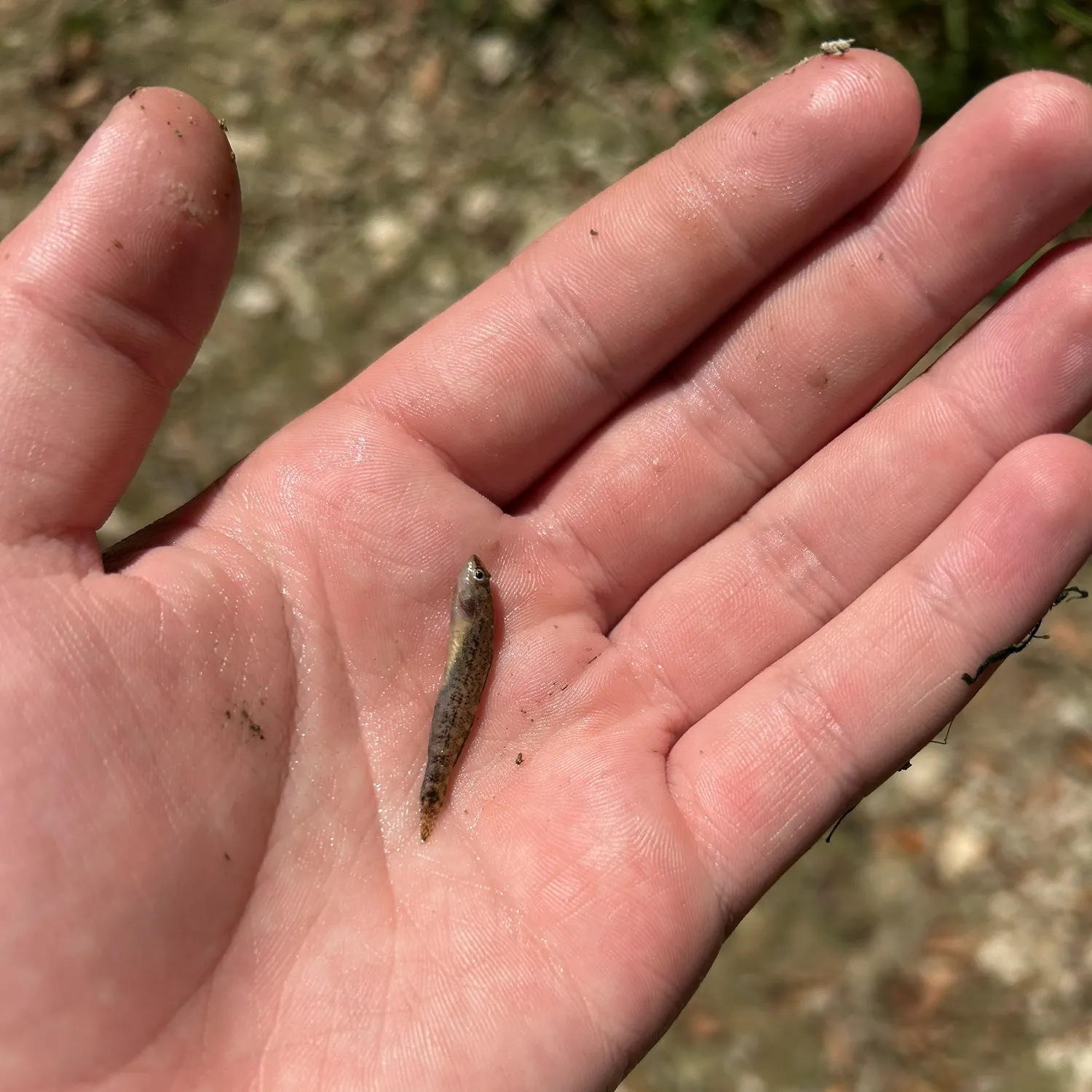 Common logperch caught on Fishbrain